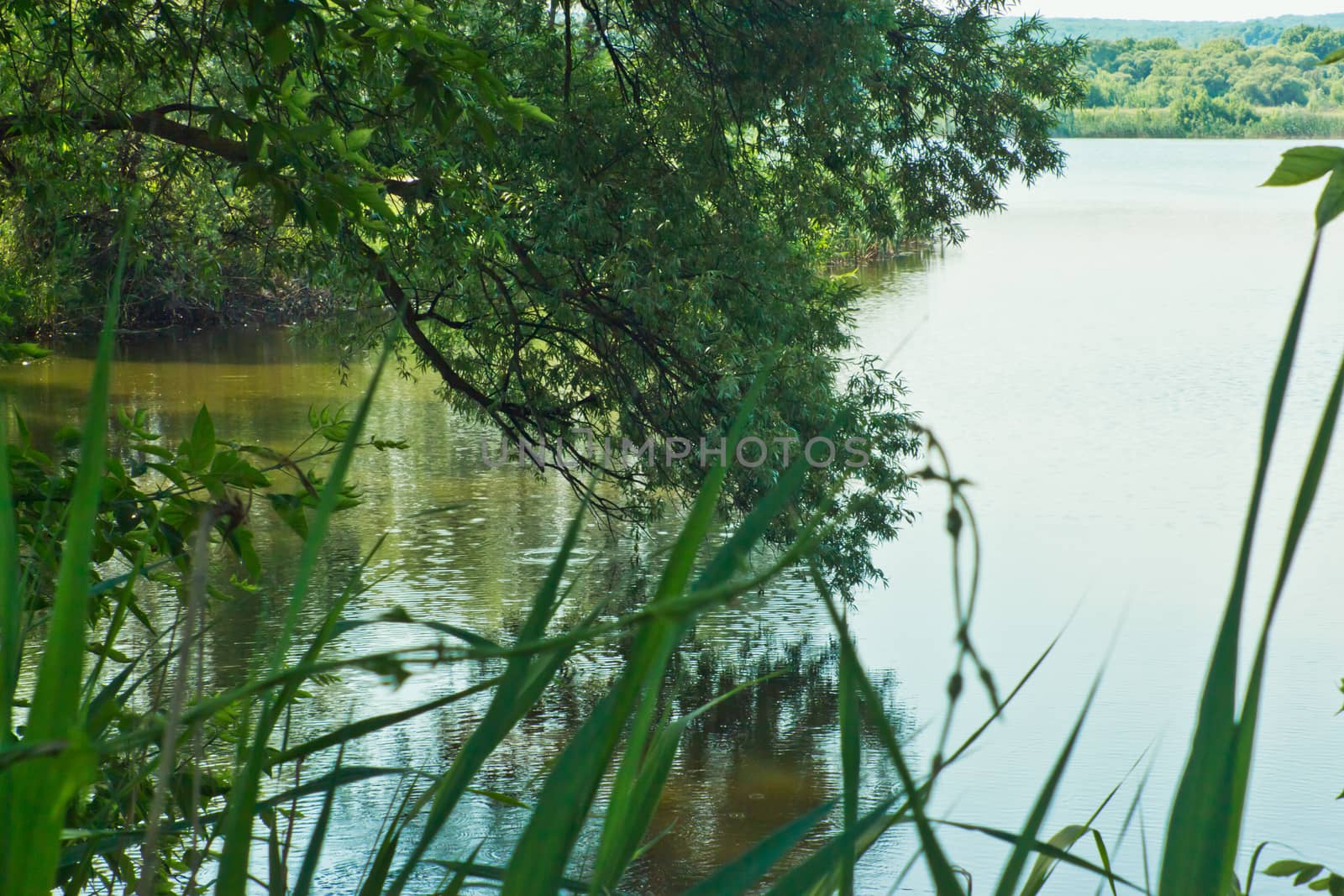 willow tree bent over the picturesque lake water