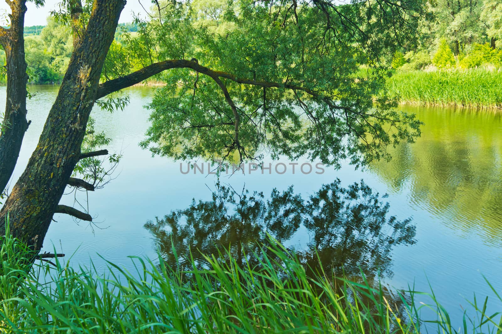 willow tree bent over the picturesque lake water