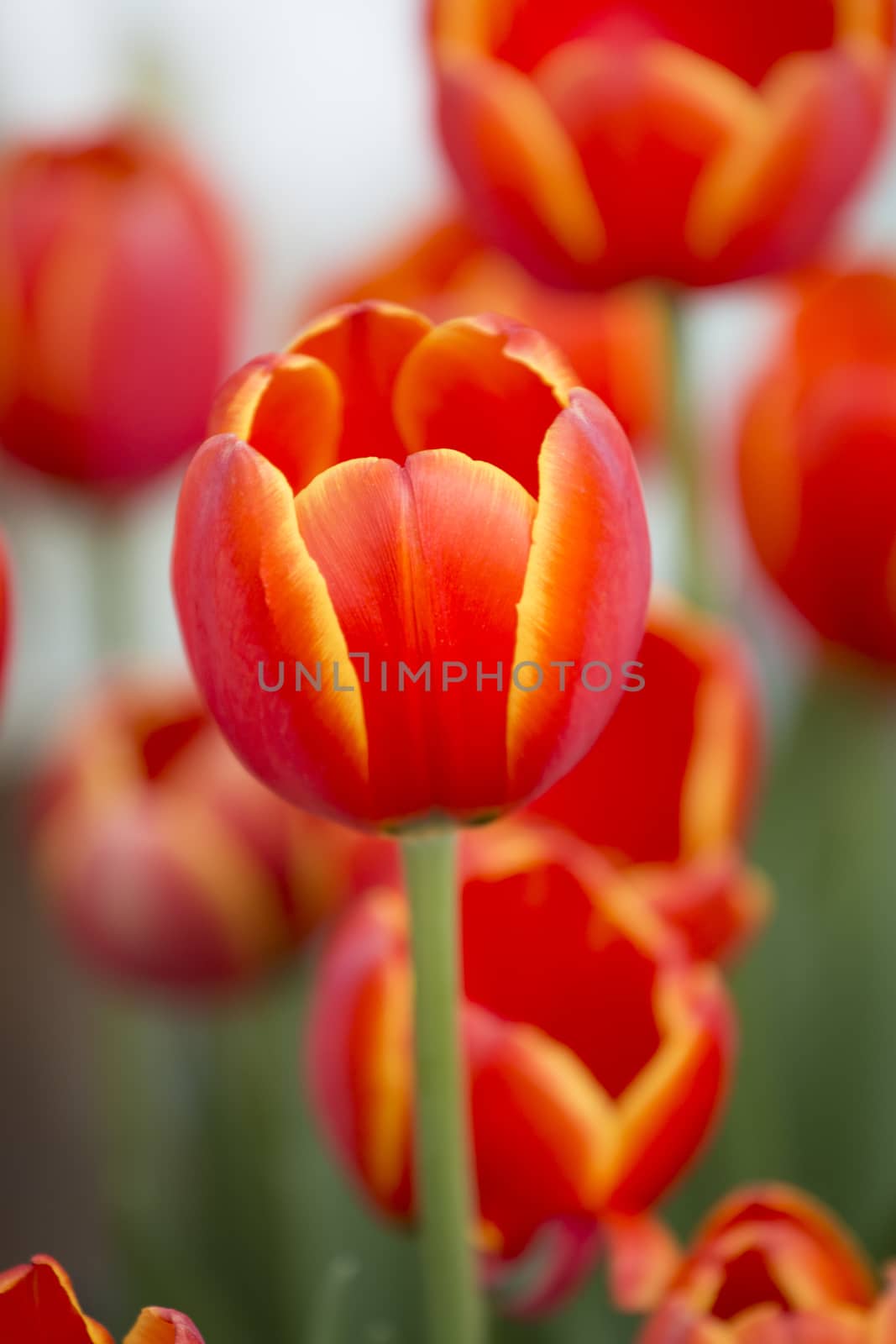 Beautiful flower of red tulip in the farm