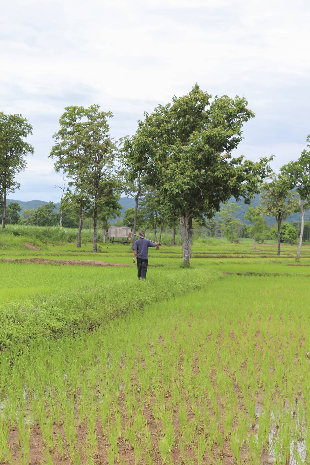 Green rice farm on the morning , north of Thailand