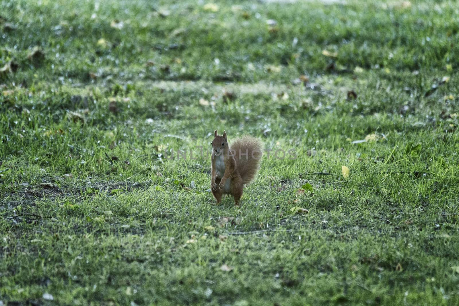 Red brownish squirren on grass near tree