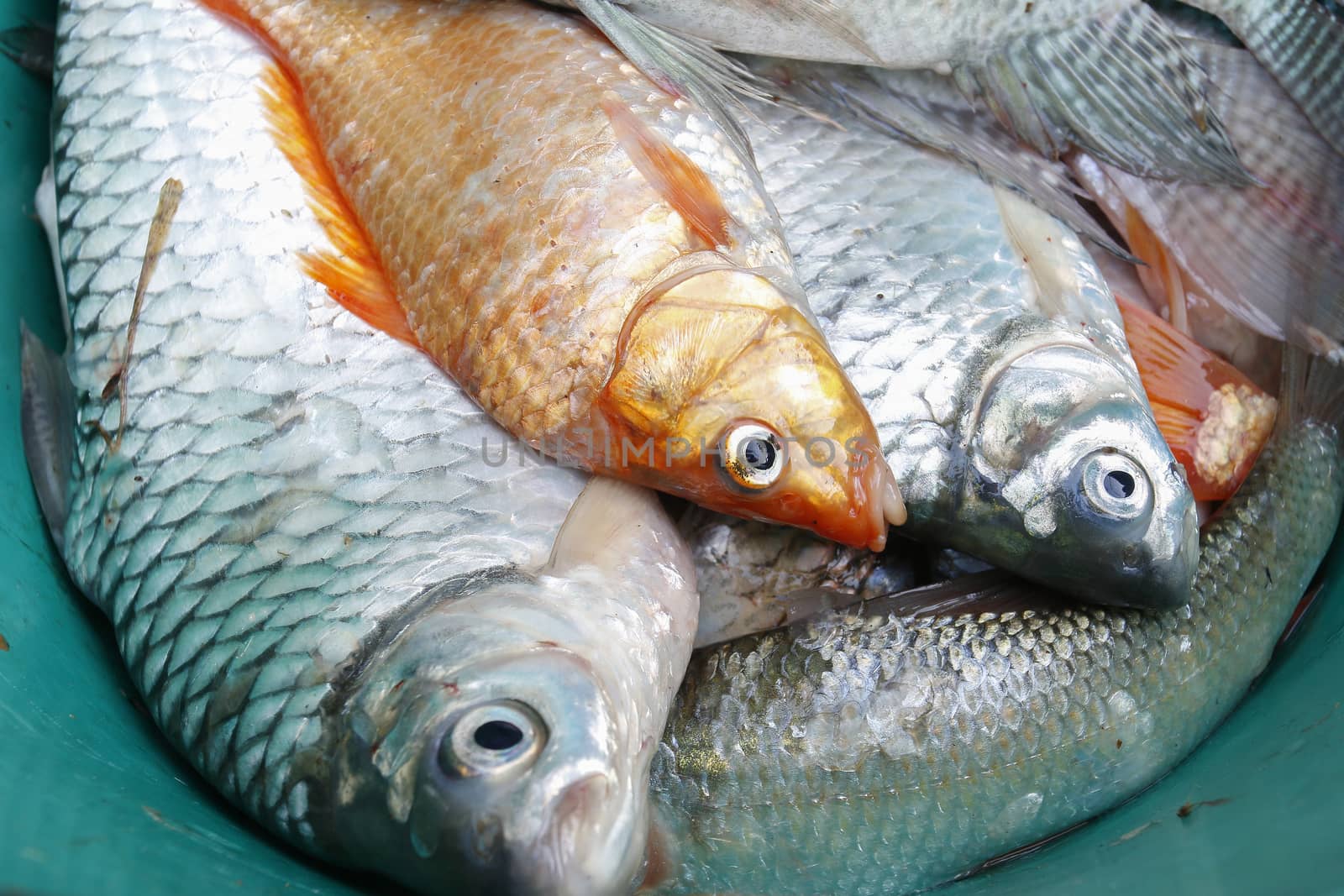 Freshwater fish of Thailand