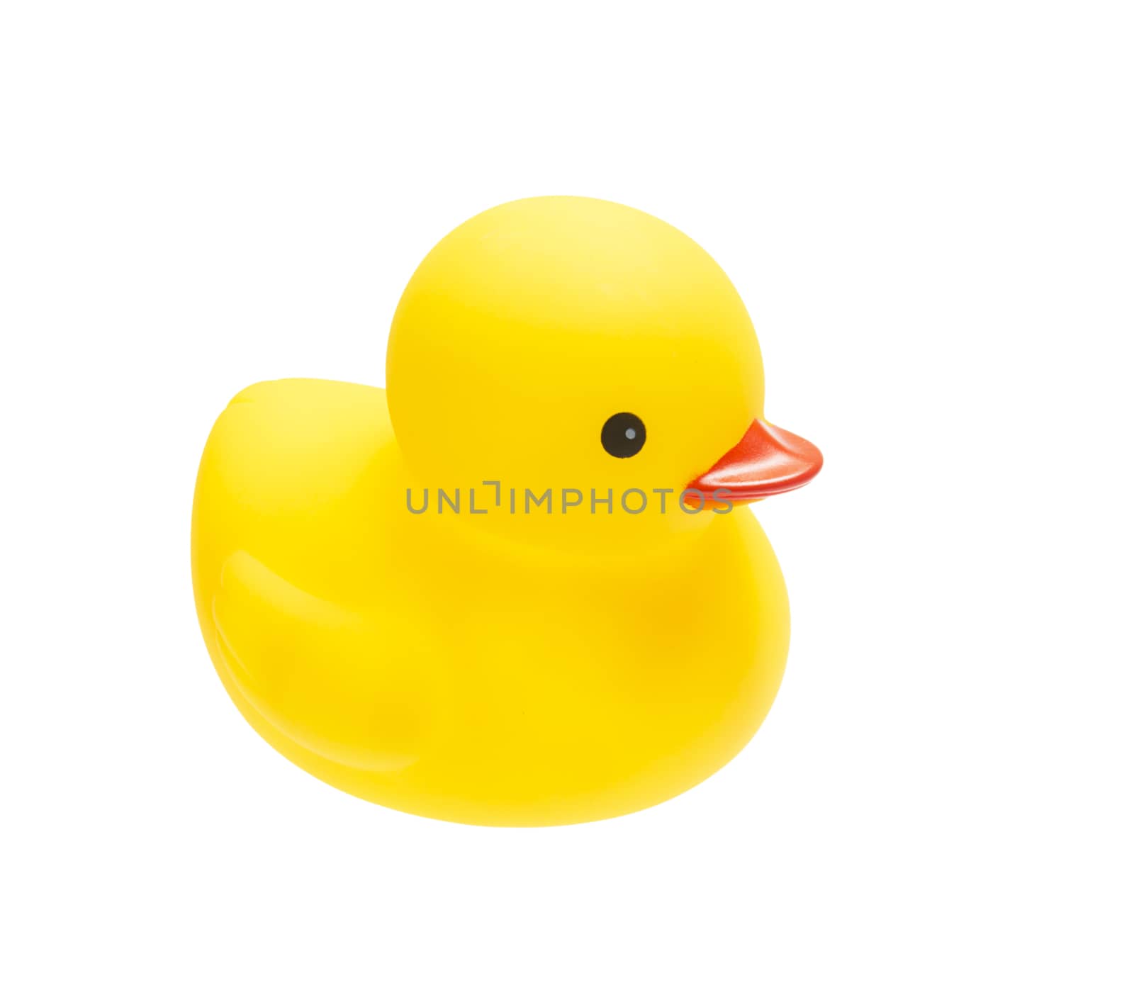 The yellow duck isolate on white background 