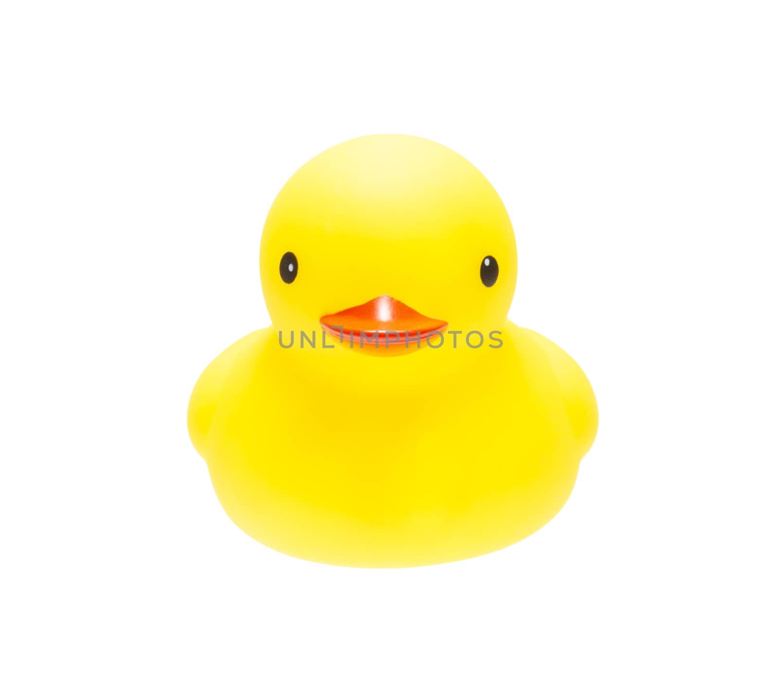 The yellow duck isolate on white background 