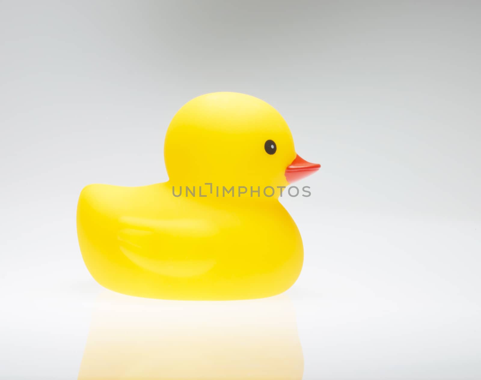 The yellow duck isolate on white background 