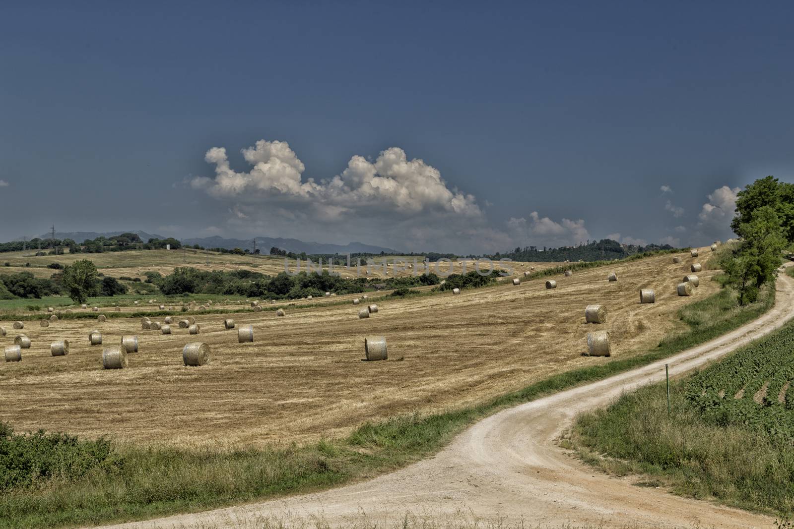 Field of hay bales in central Italy