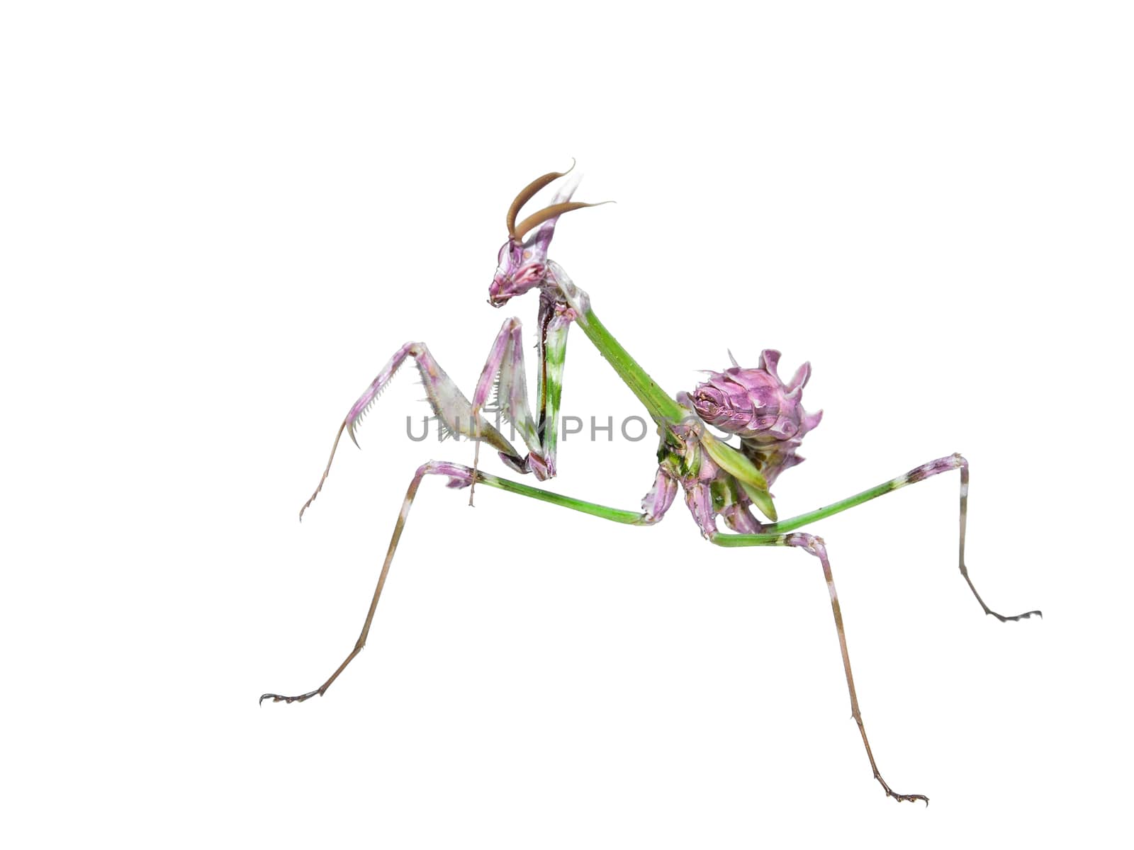 Mantis insect predator in hunting pose with long spiked legs isolated on white background