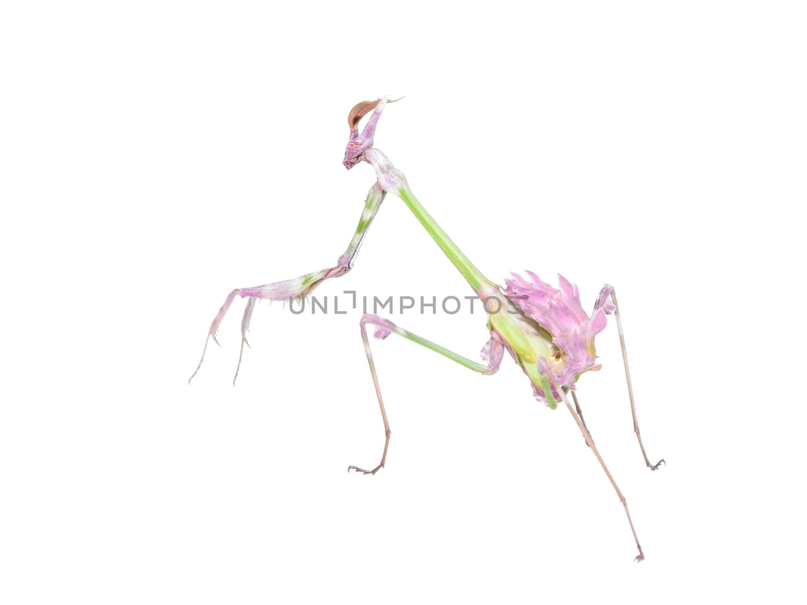 Raptorial insect mantis with spiked foreleg and crypsis coloration isolated on white