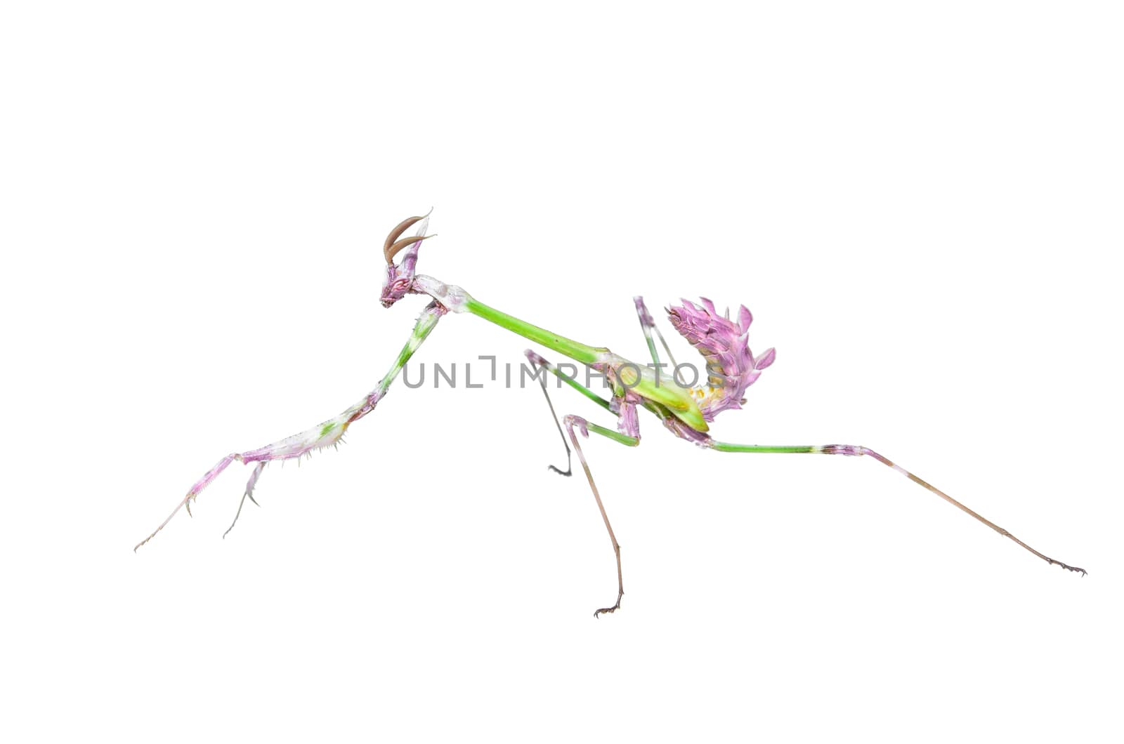 Mantis raptor with long spiked forelegs in attack pose catches prey isolated