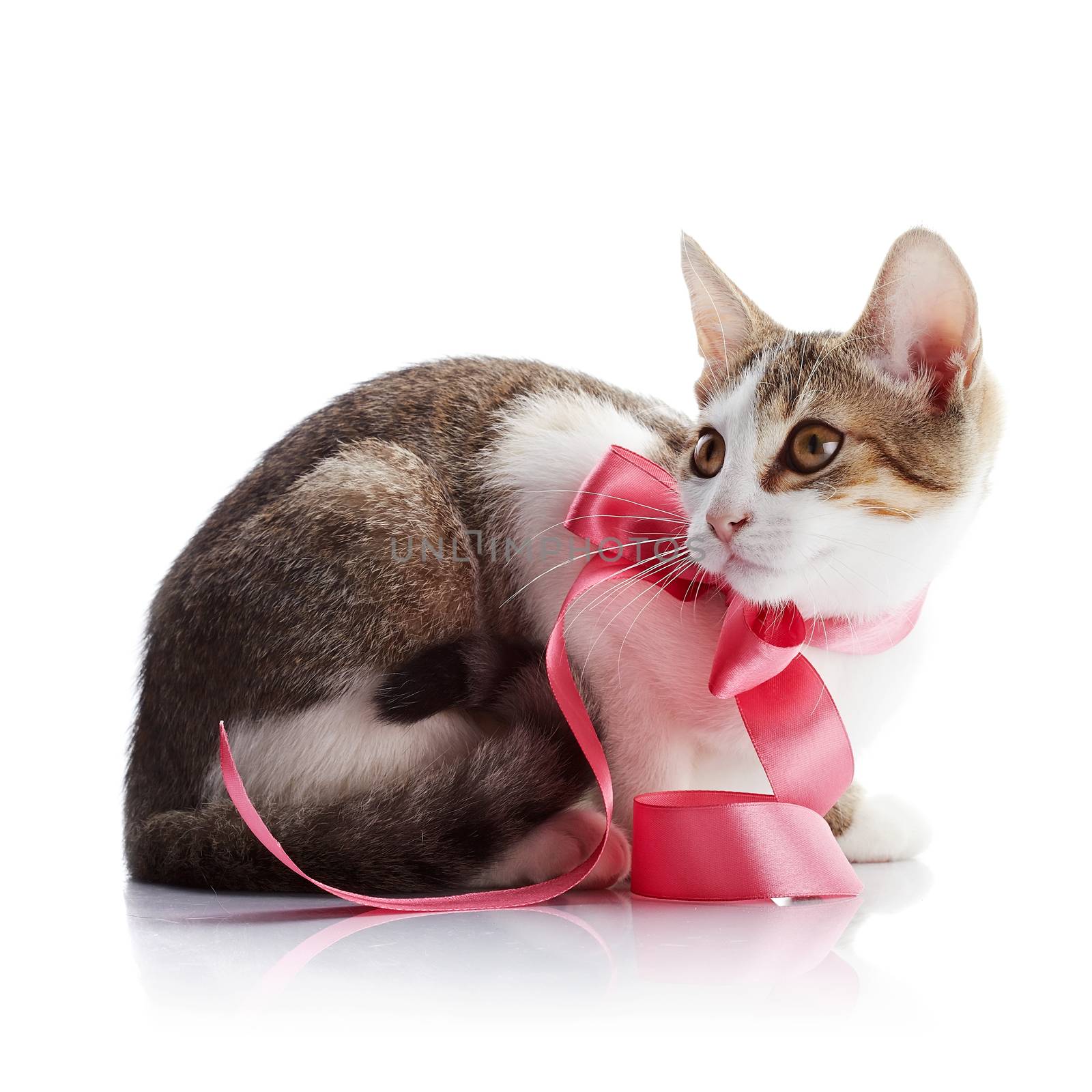 The kitten with a pink tape. Multi-colored small kitten. Kitten on a white background. Small predator. Small cat.