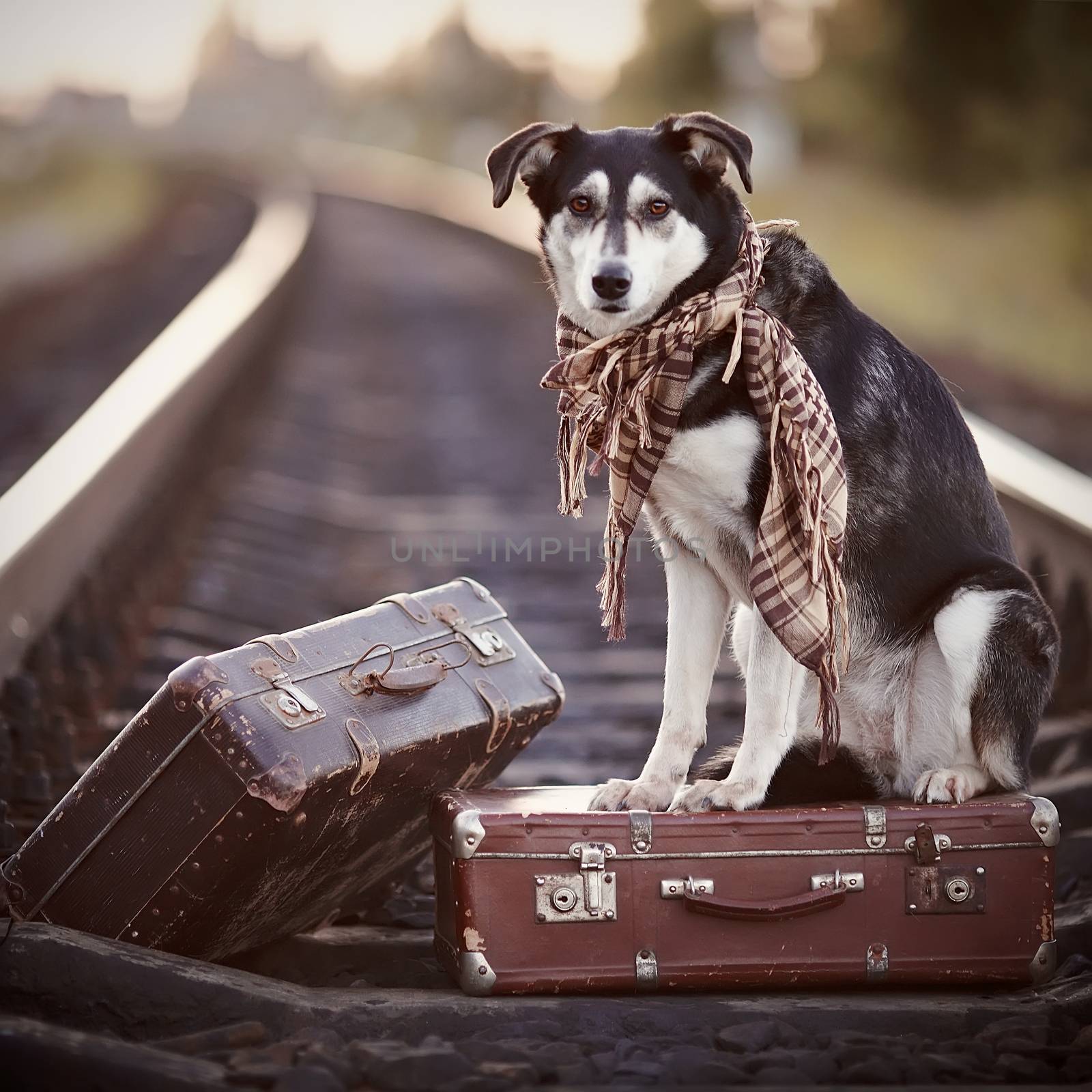 Dog on rails with suitcases. The dog looks for the house. The dog waits for the owner. The lost dog. Mongrel on the road. Dog on rails. Dog with suitcases. Not purebred dog on the road. Traveler. Vagrant dog. Tramp.