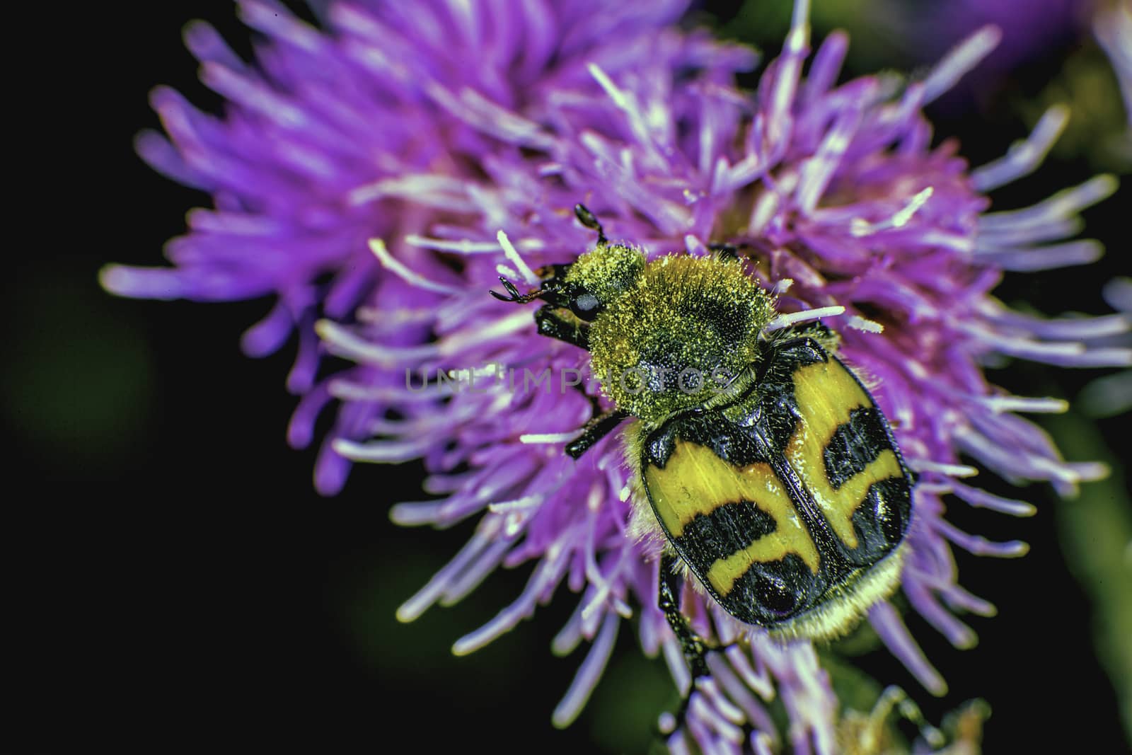 Bee beetle ore Trichius fasciatus