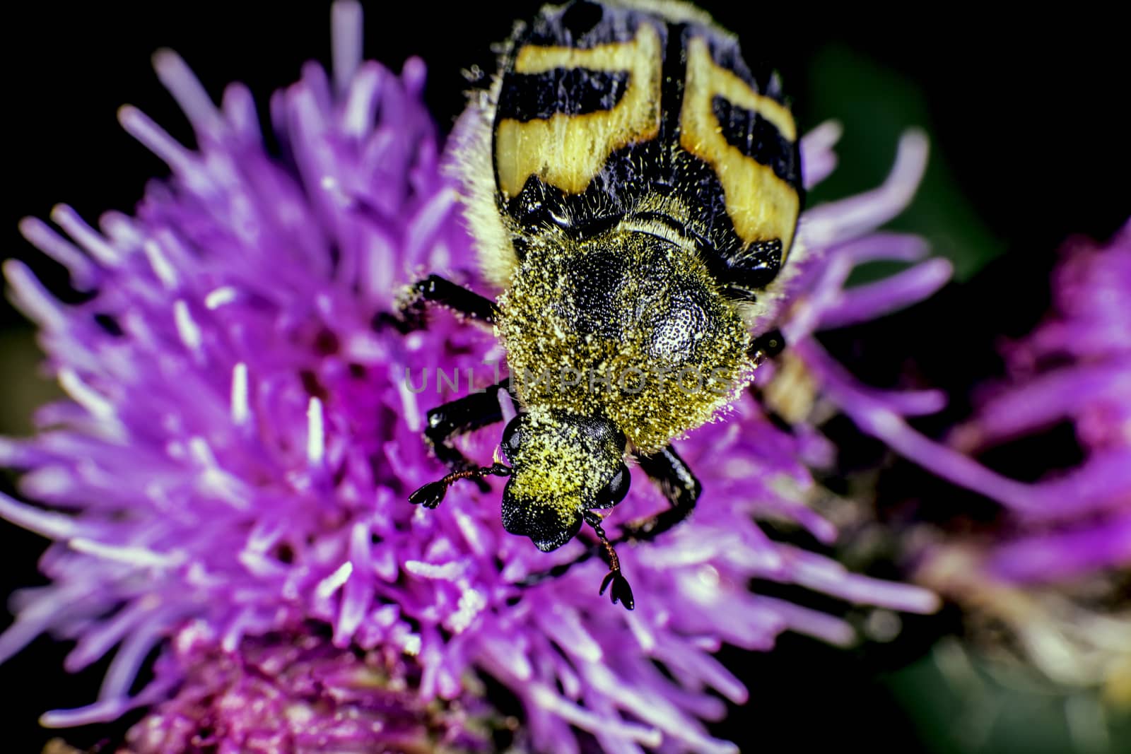 Bee beetle by thomas_males