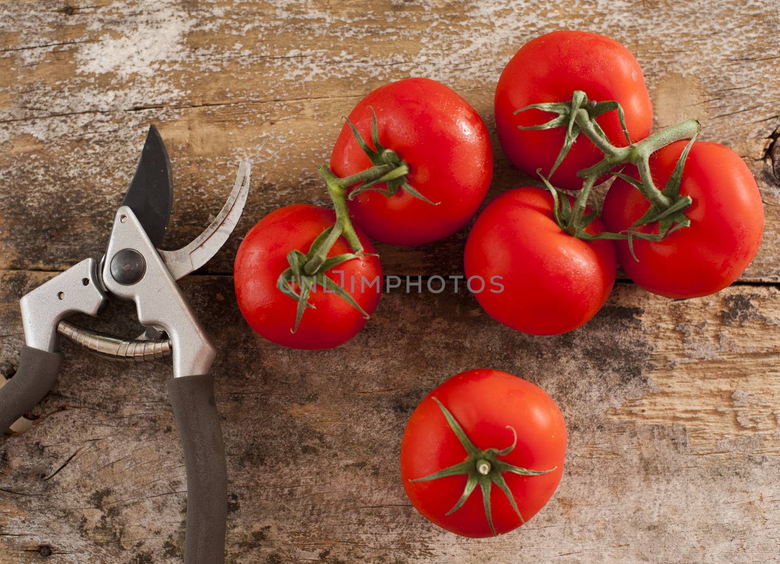 Freshly picked home grown tomatoes by stockarch