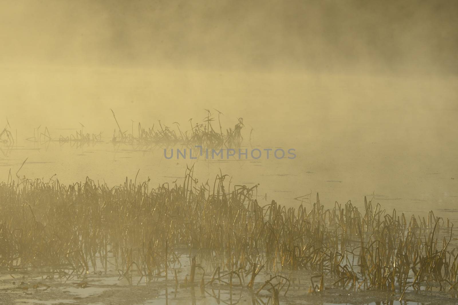 Nature foggy background with coastal reed and fog on lake water 