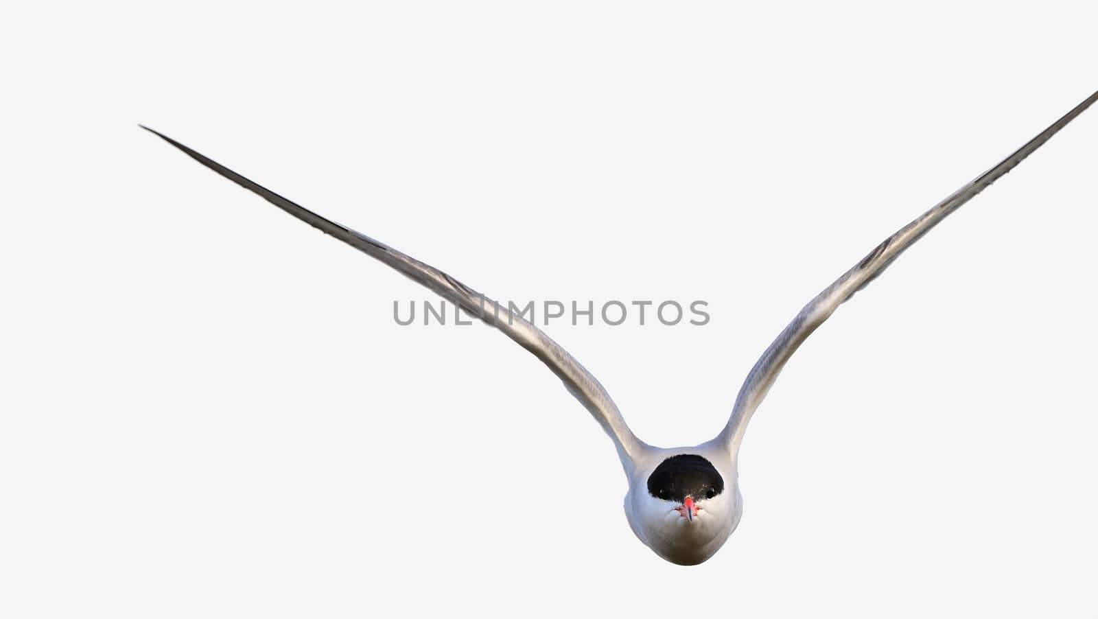 A common tern in flight on a white background. wings spread. frontal. The Common Tern (Sterna hirundo)