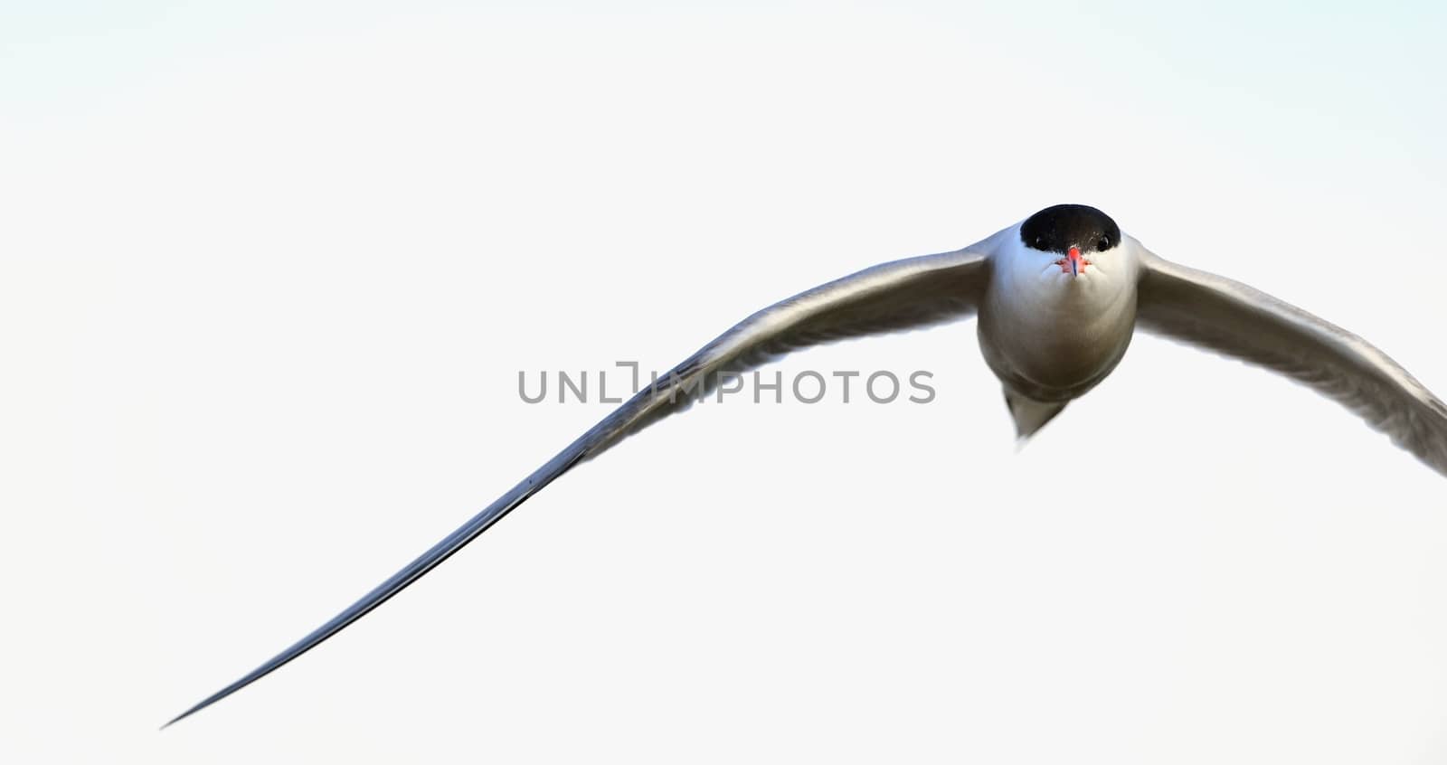 A common tern in flight on a white background. wings spread. frontal. The Common Tern (Sterna hirundo)