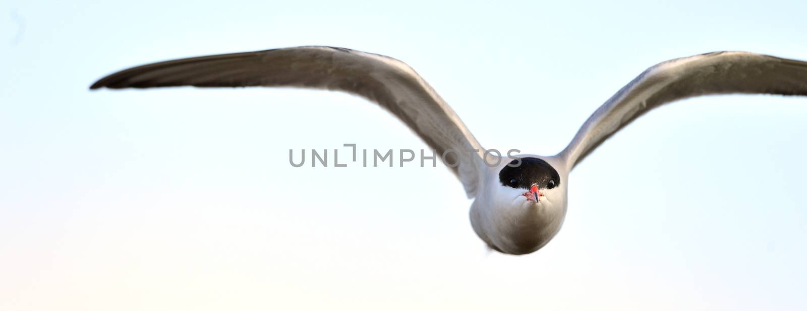 Flying common tern  on a white background. by SURZ