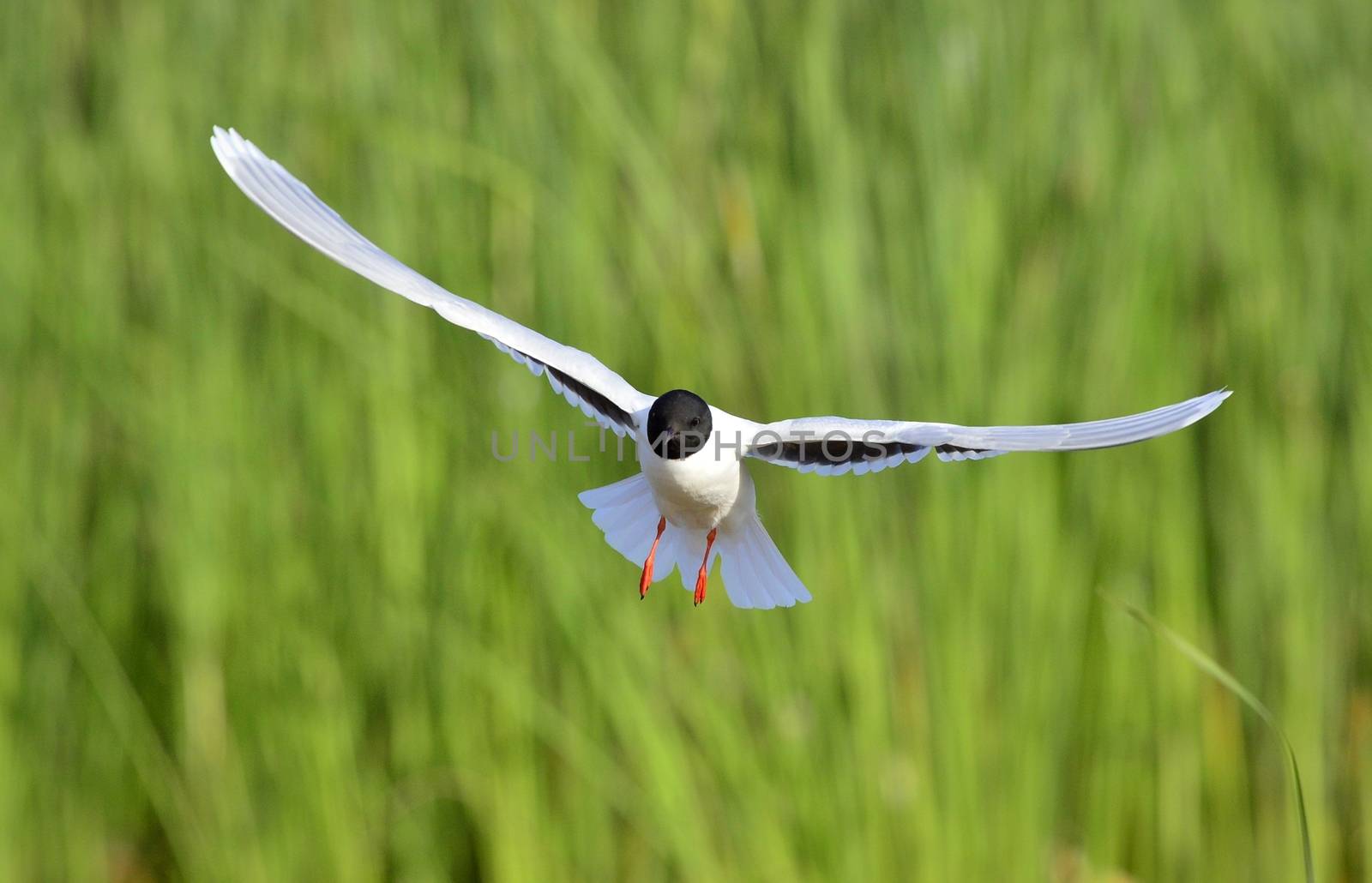 Black-headed Gull (Larus ridibundus) in flight on the green grass background. Front