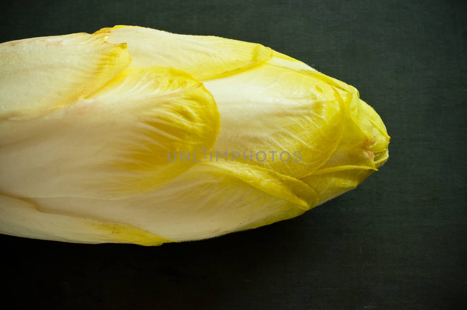 belgian endive isolated on chalk closeup