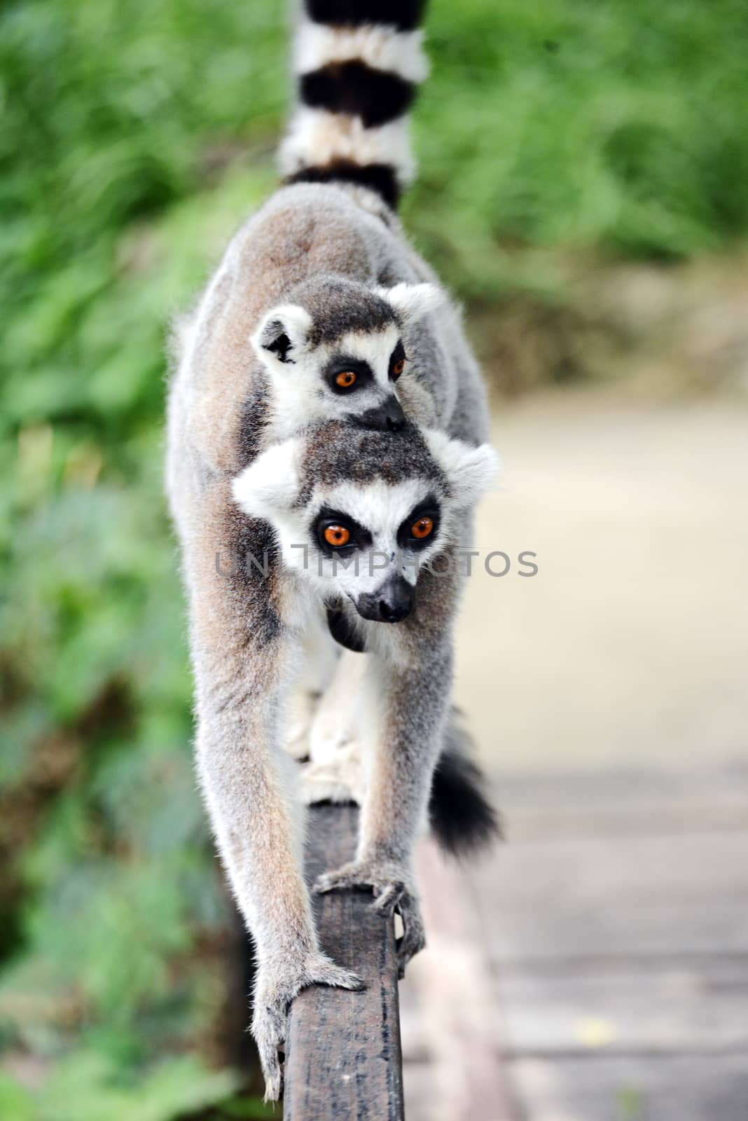 ring-tailed lemur (lemur catta) by Yuri2012