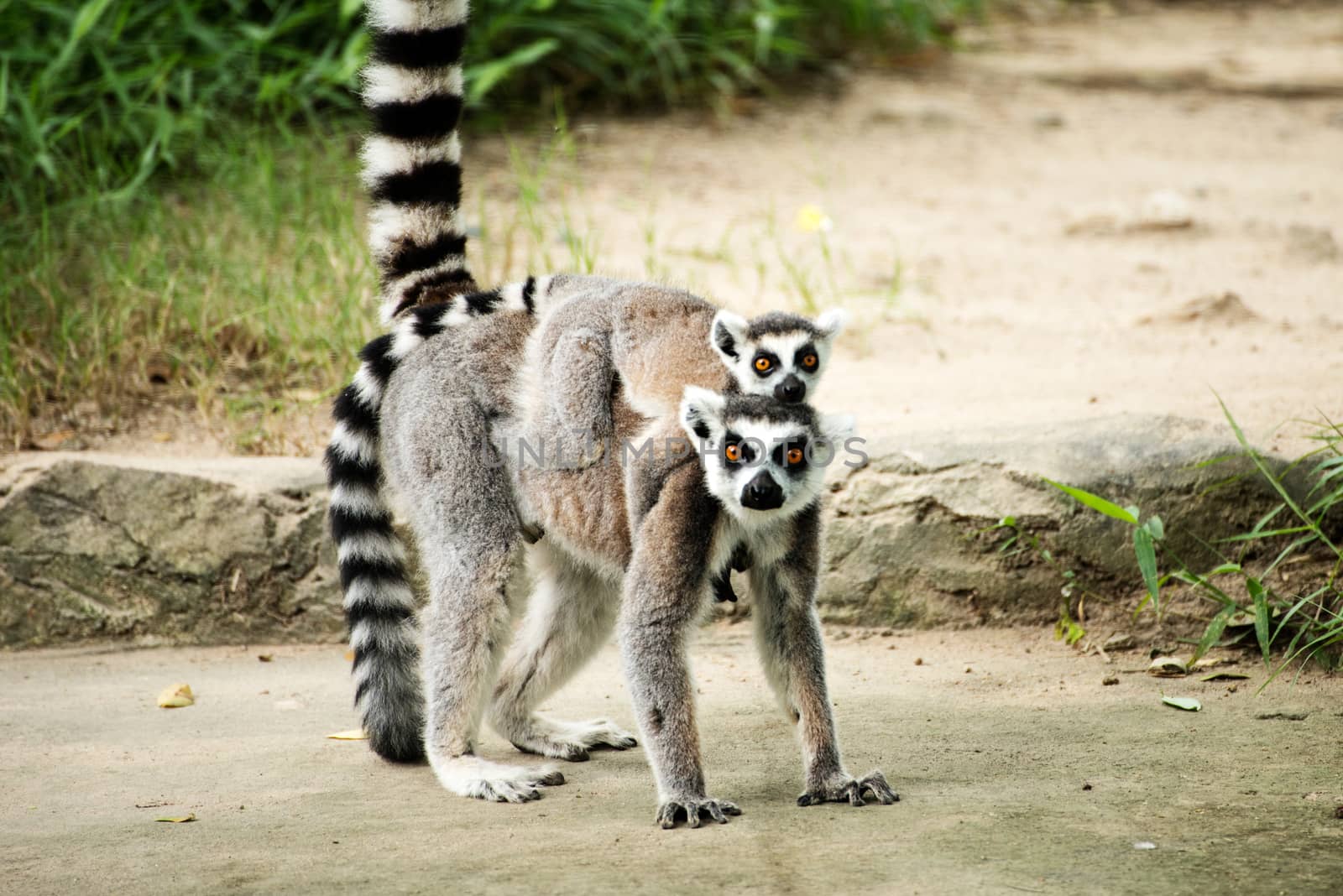 ring-tailed lemur (lemur catta) by Yuri2012