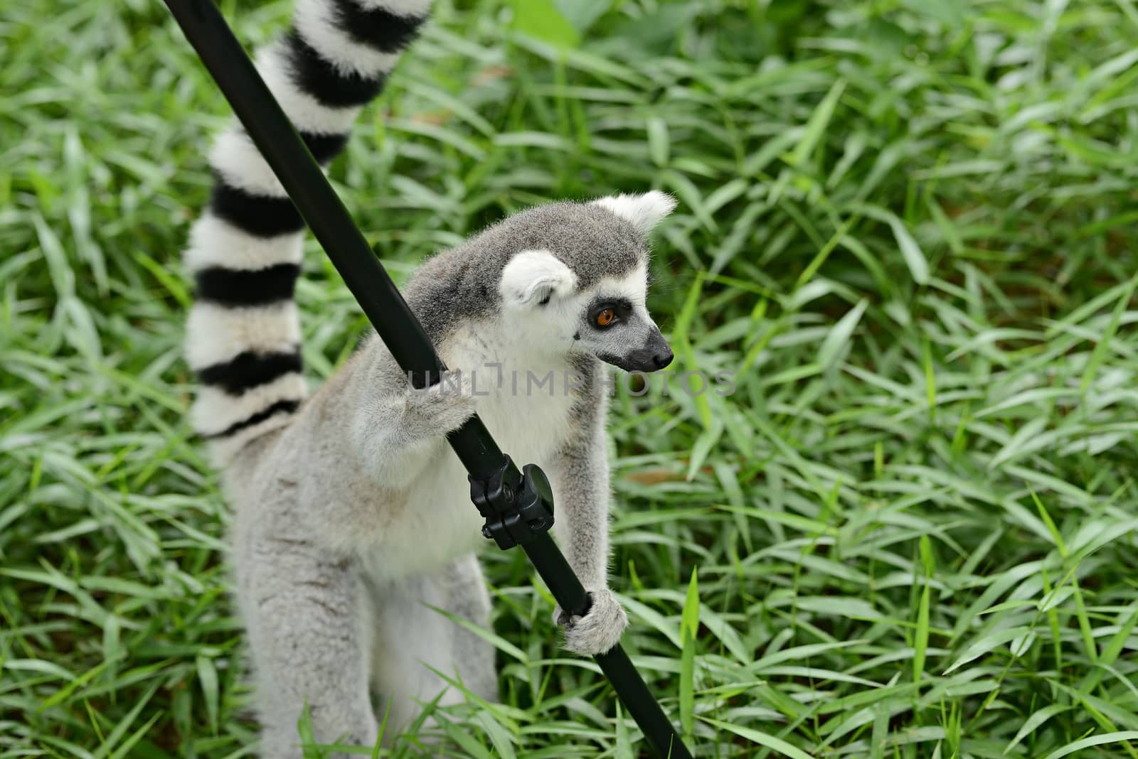 ring-tailed lemur (lemur catta) by Yuri2012