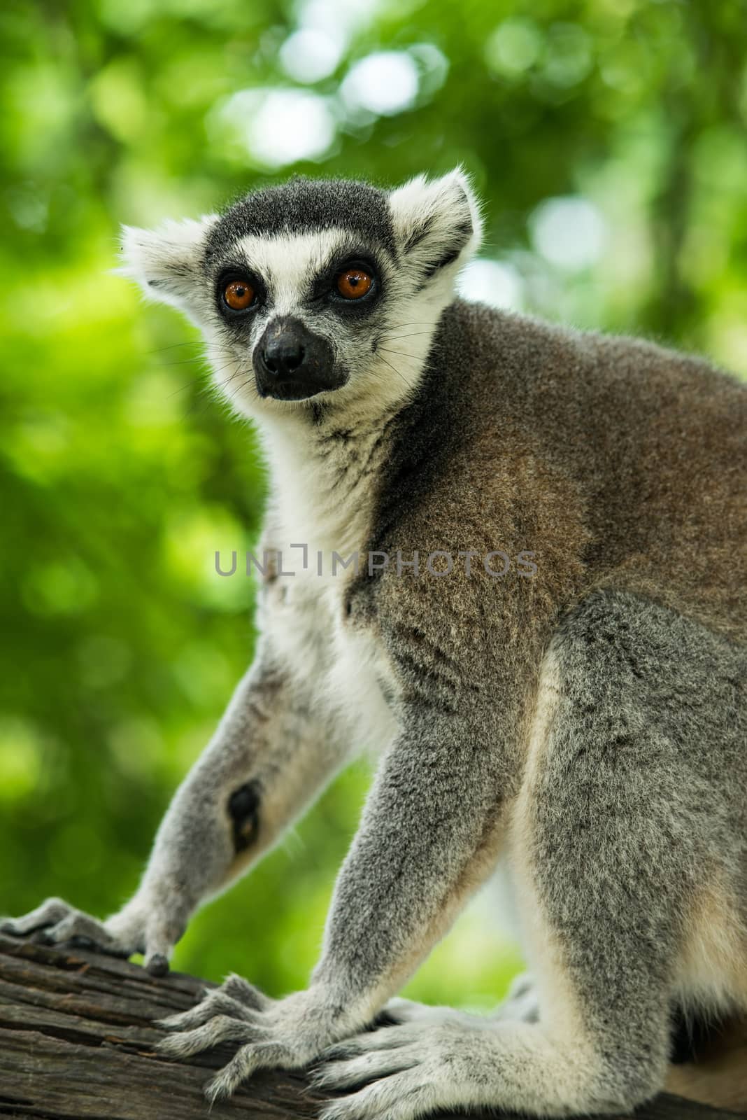 Lemuriformes is an infraorder of primate that falls under the suborder Strepsirrhini. It includes the lemurs of Madagascar, as well as the galagos and lorisids of Africa and Asia, although a popular alternative taxonomy places the lorisoids in their own infraorder, Lorisiformes.