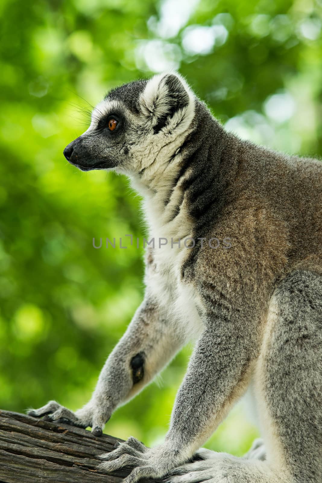 ring-tailed lemur (lemur catta) by Yuri2012