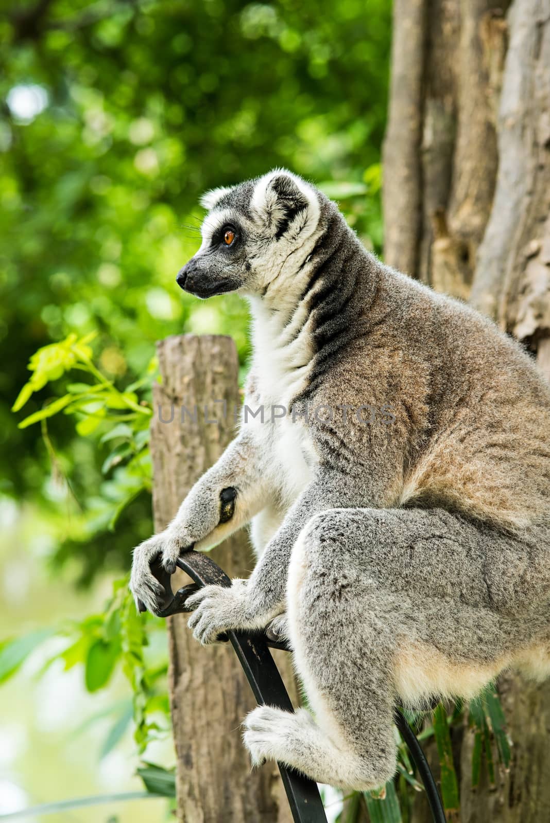 ring-tailed lemur (lemur catta) by Yuri2012