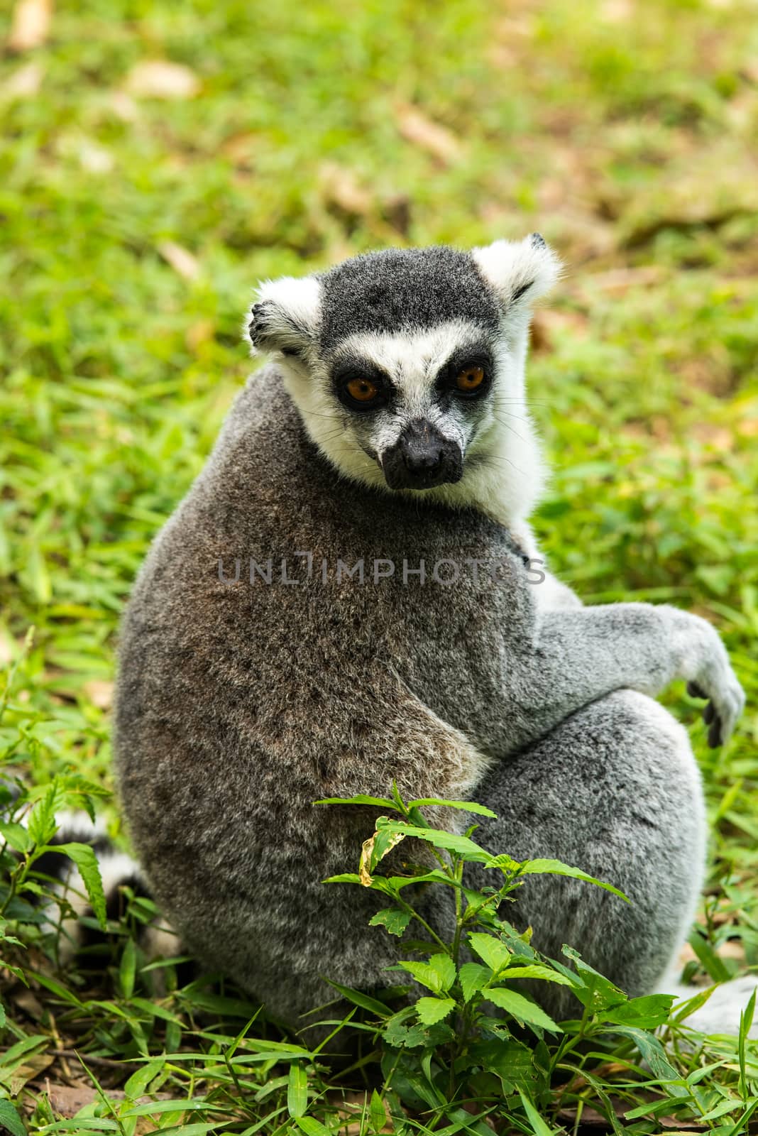 ring-tailed lemur (lemur catta) by Yuri2012