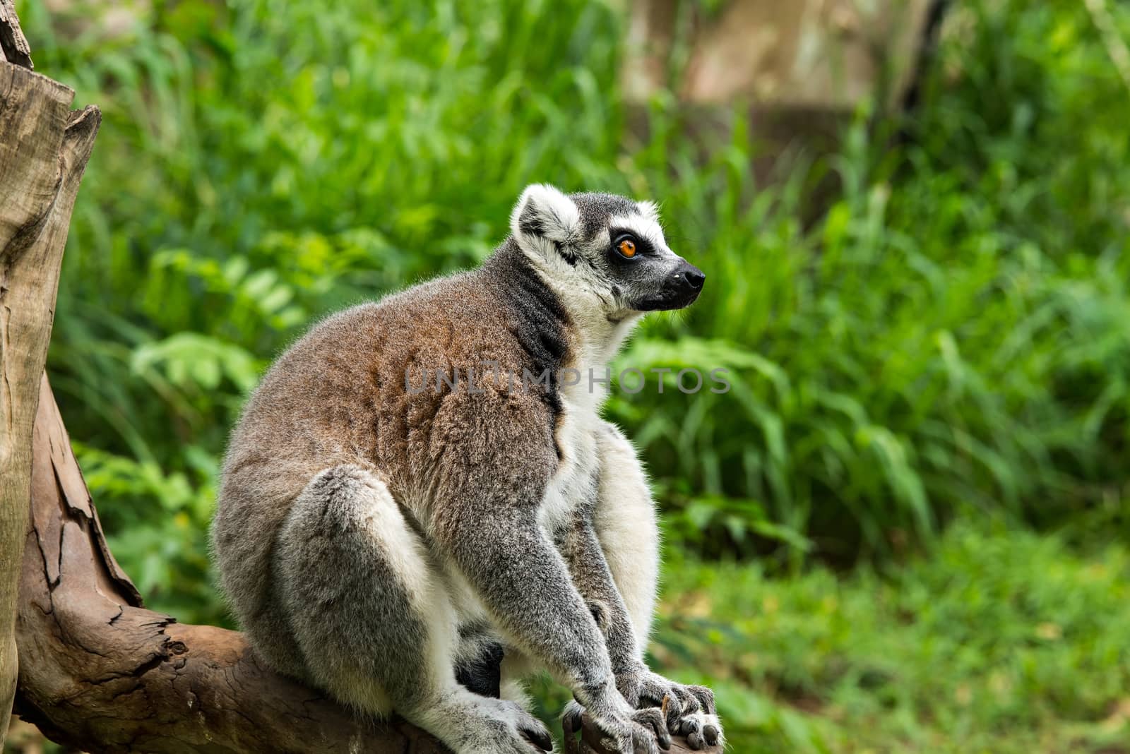 ring-tailed lemur (lemur catta) by Yuri2012