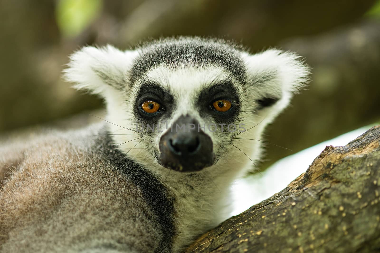 Lemuriformes is an infraorder of primate that falls under the suborder Strepsirrhini. It includes the lemurs of Madagascar, as well as the galagos and lorisids of Africa and Asia, although a popular alternative taxonomy places the lorisoids in their own infraorder, Lorisiformes.