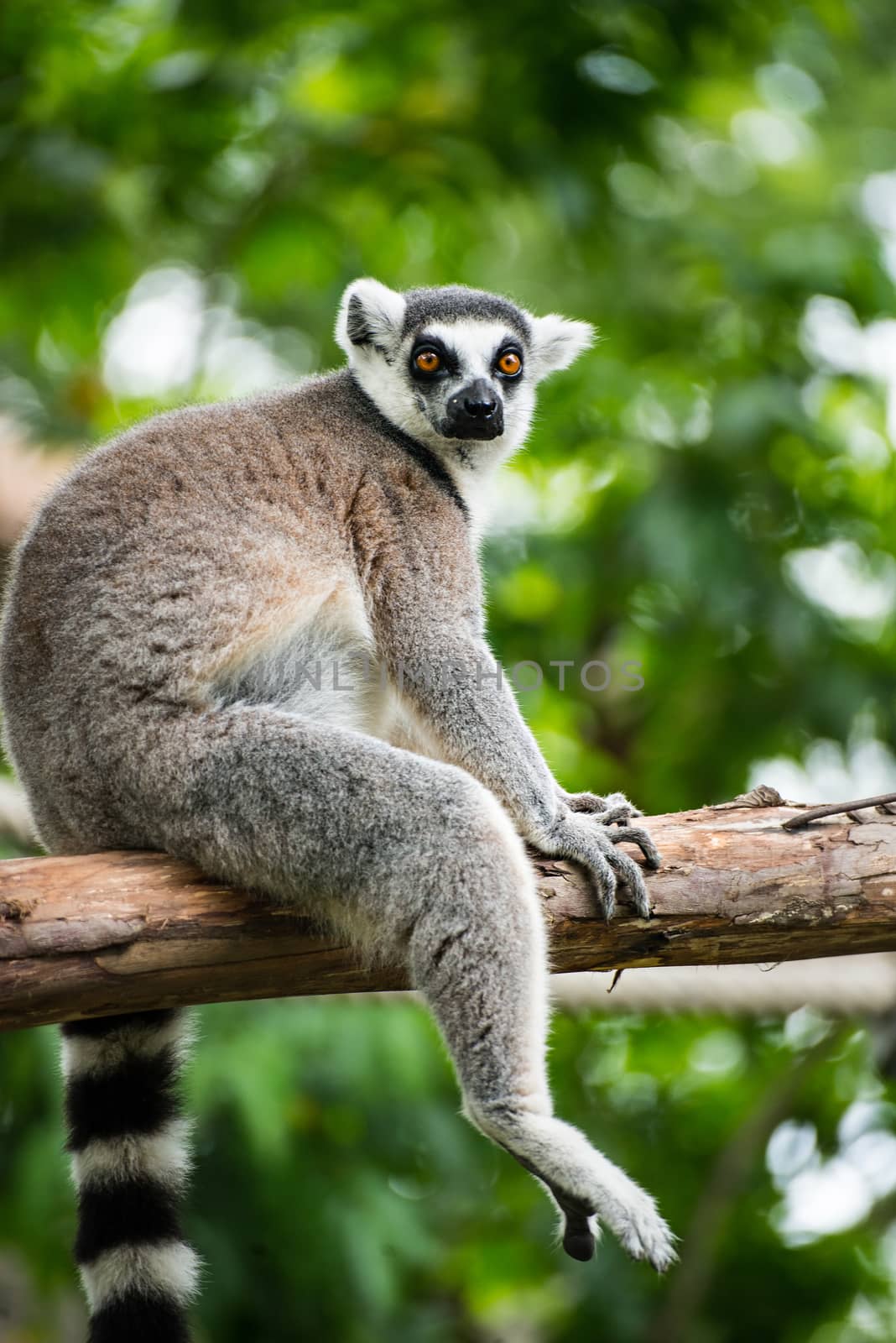 ring-tailed lemur (lemur catta) by Yuri2012