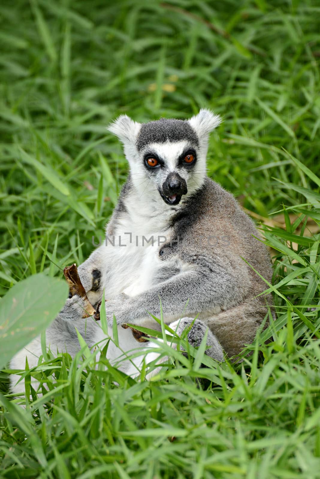 ring-tailed lemur (lemur catta) by Yuri2012