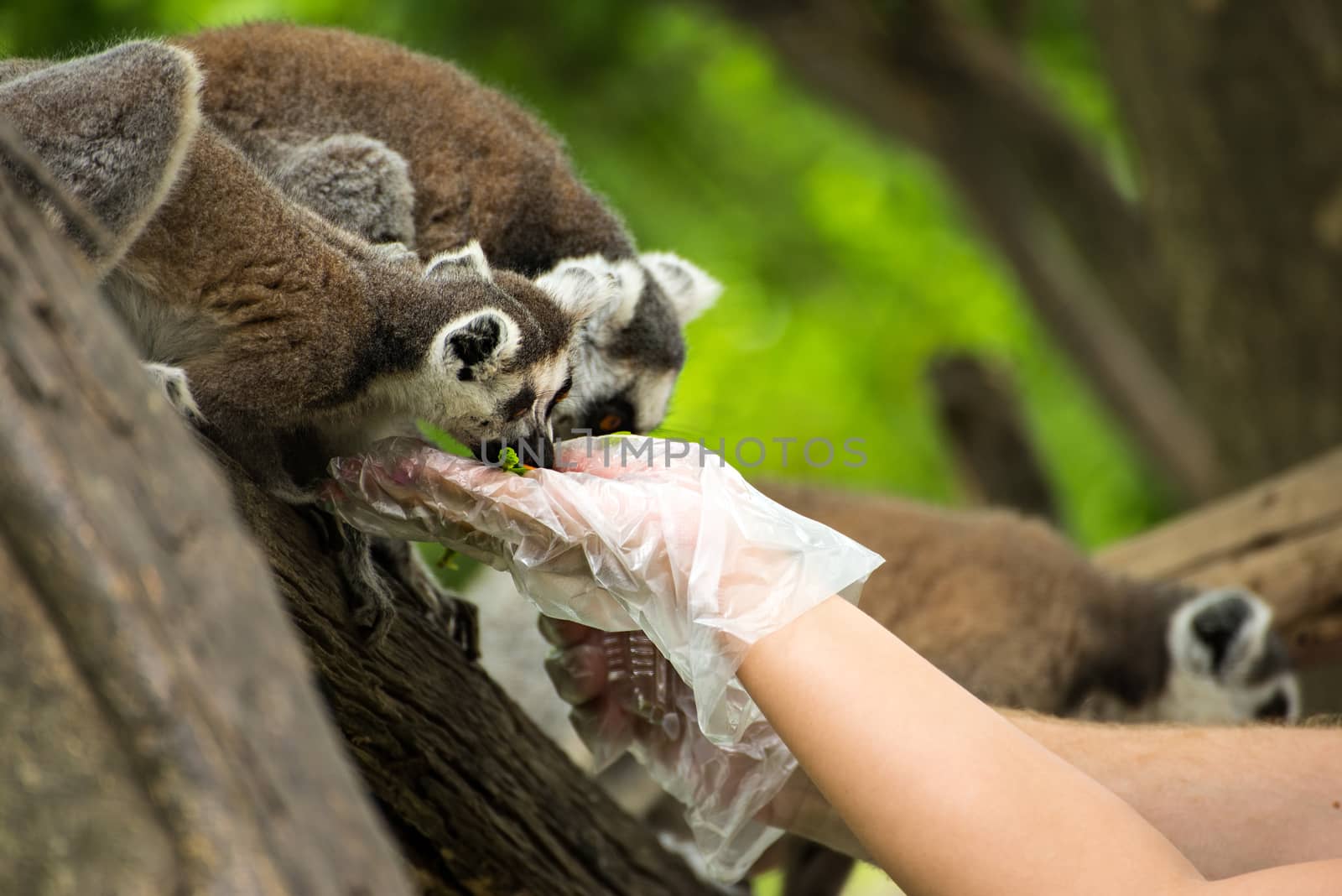 ring-tailed lemur (lemur catta) by Yuri2012