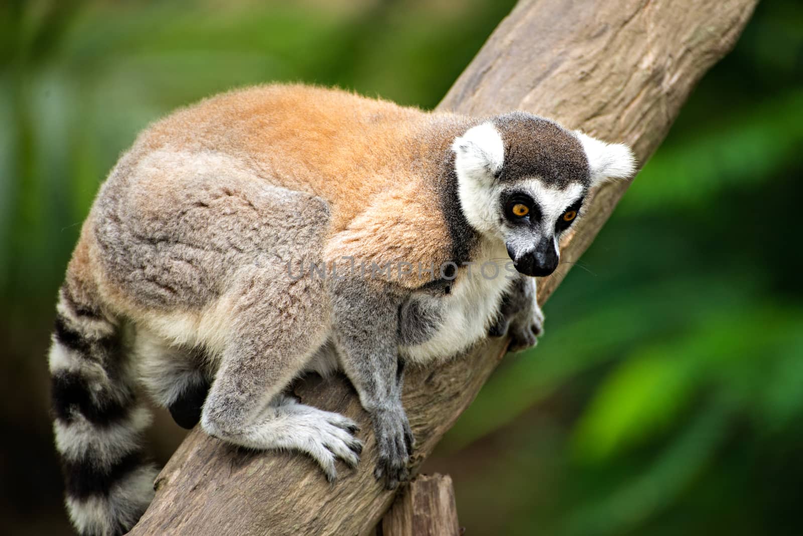 ring-tailed lemur (lemur catta) by Yuri2012