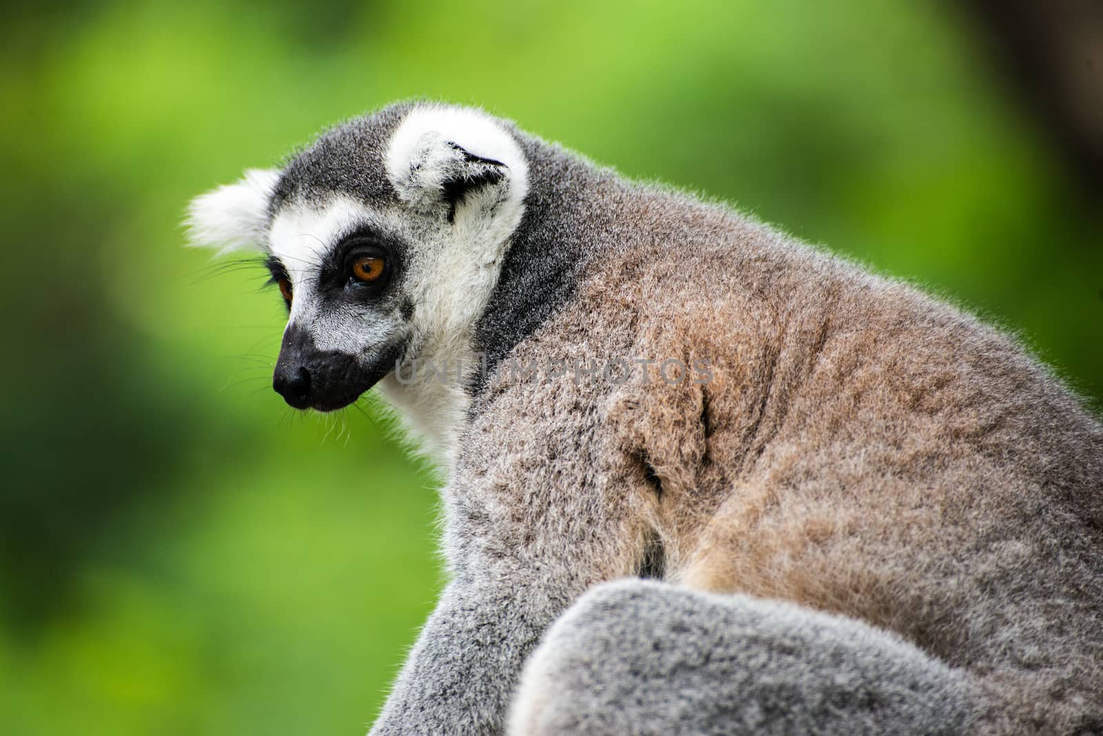 ring-tailed lemur (lemur catta) by Yuri2012