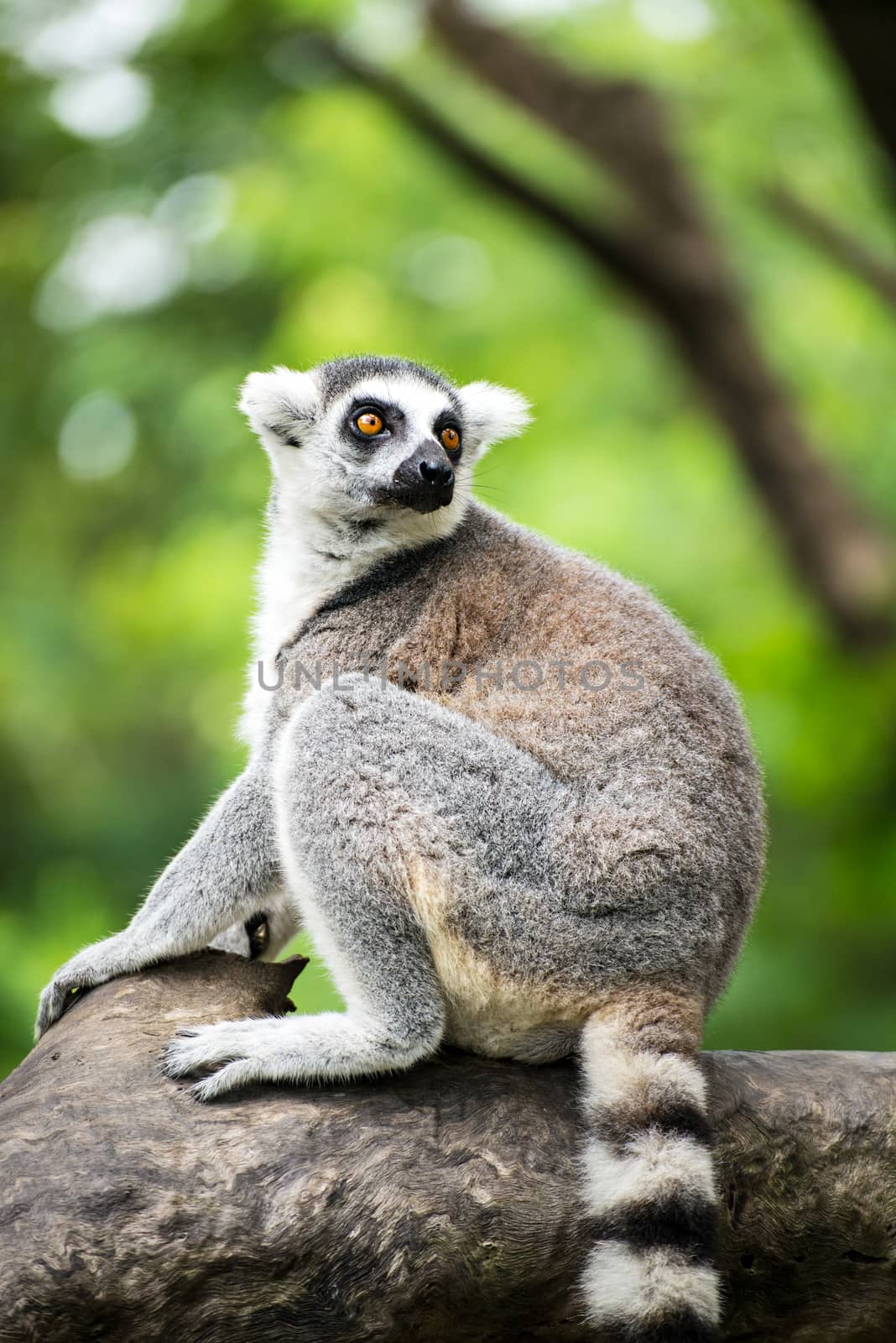 ring-tailed lemur (lemur catta) by Yuri2012