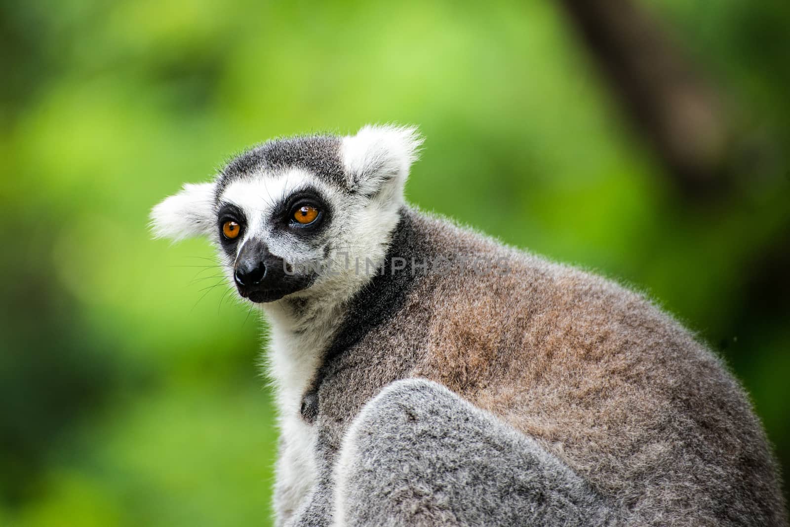 ring-tailed lemur (lemur catta) by Yuri2012