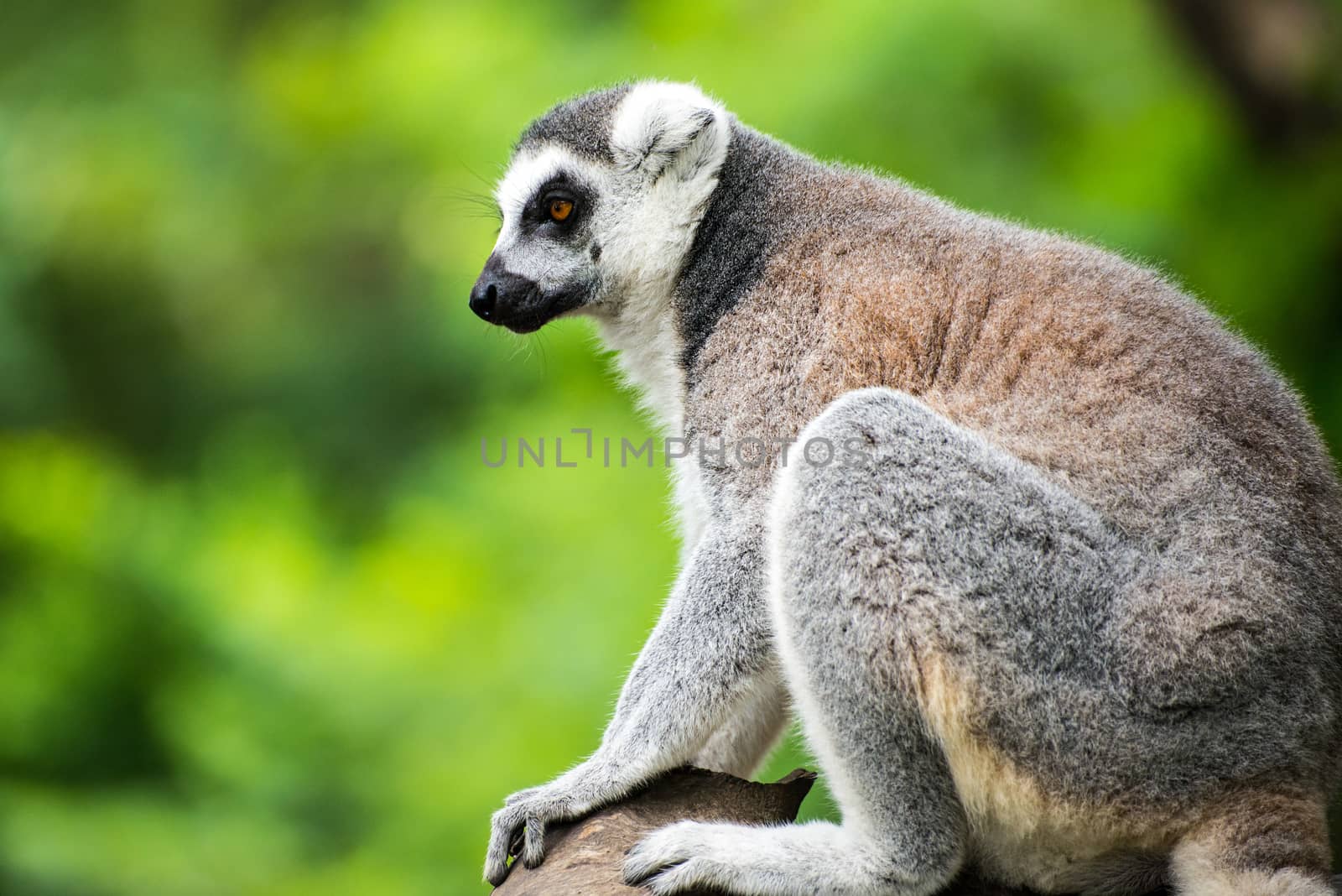 ring-tailed lemur (lemur catta) by Yuri2012