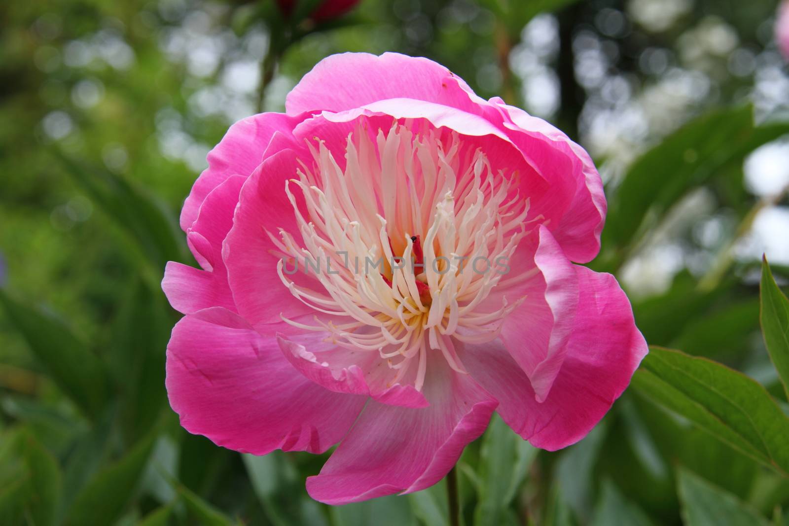 Pink Peony by mitzy