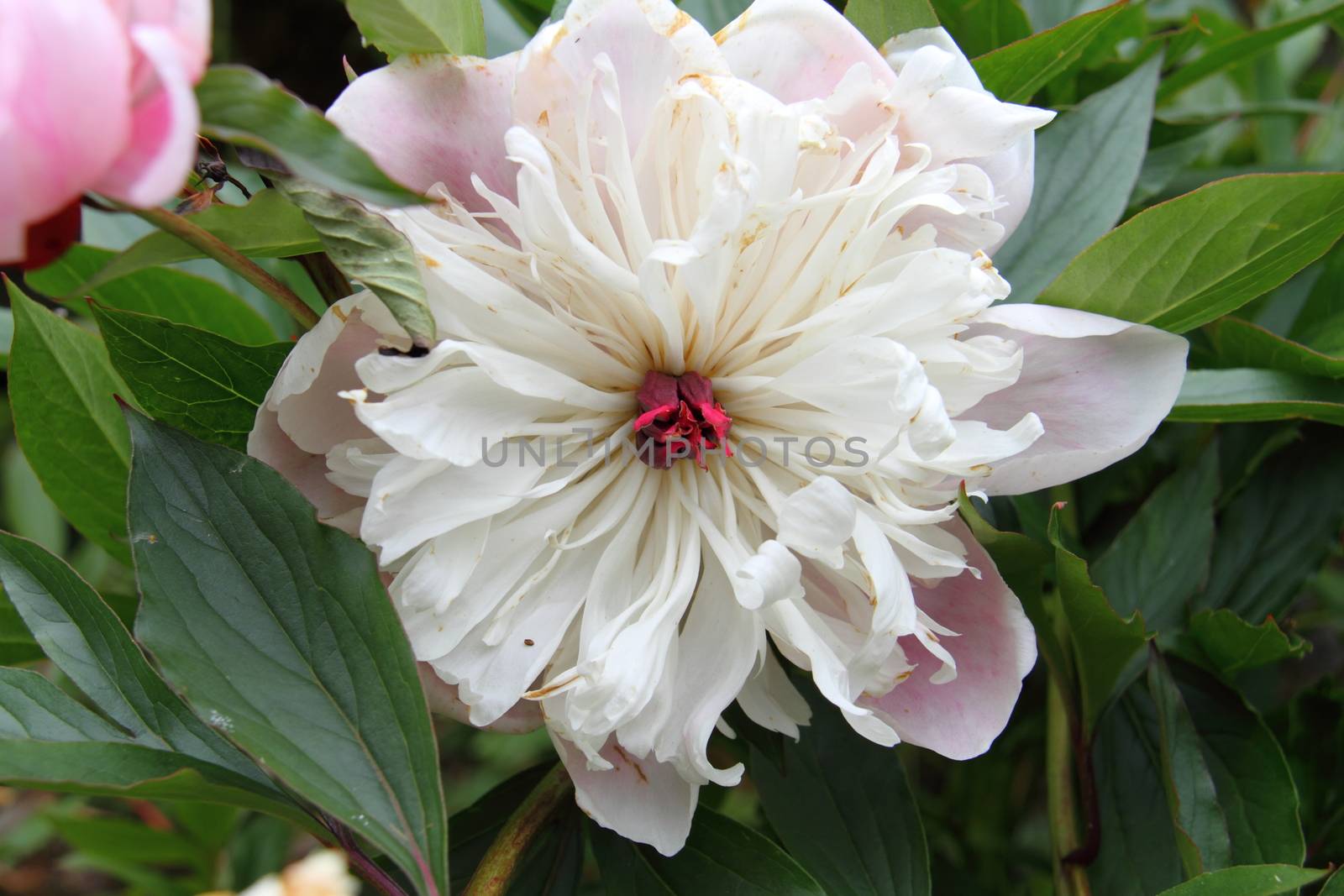 white peony