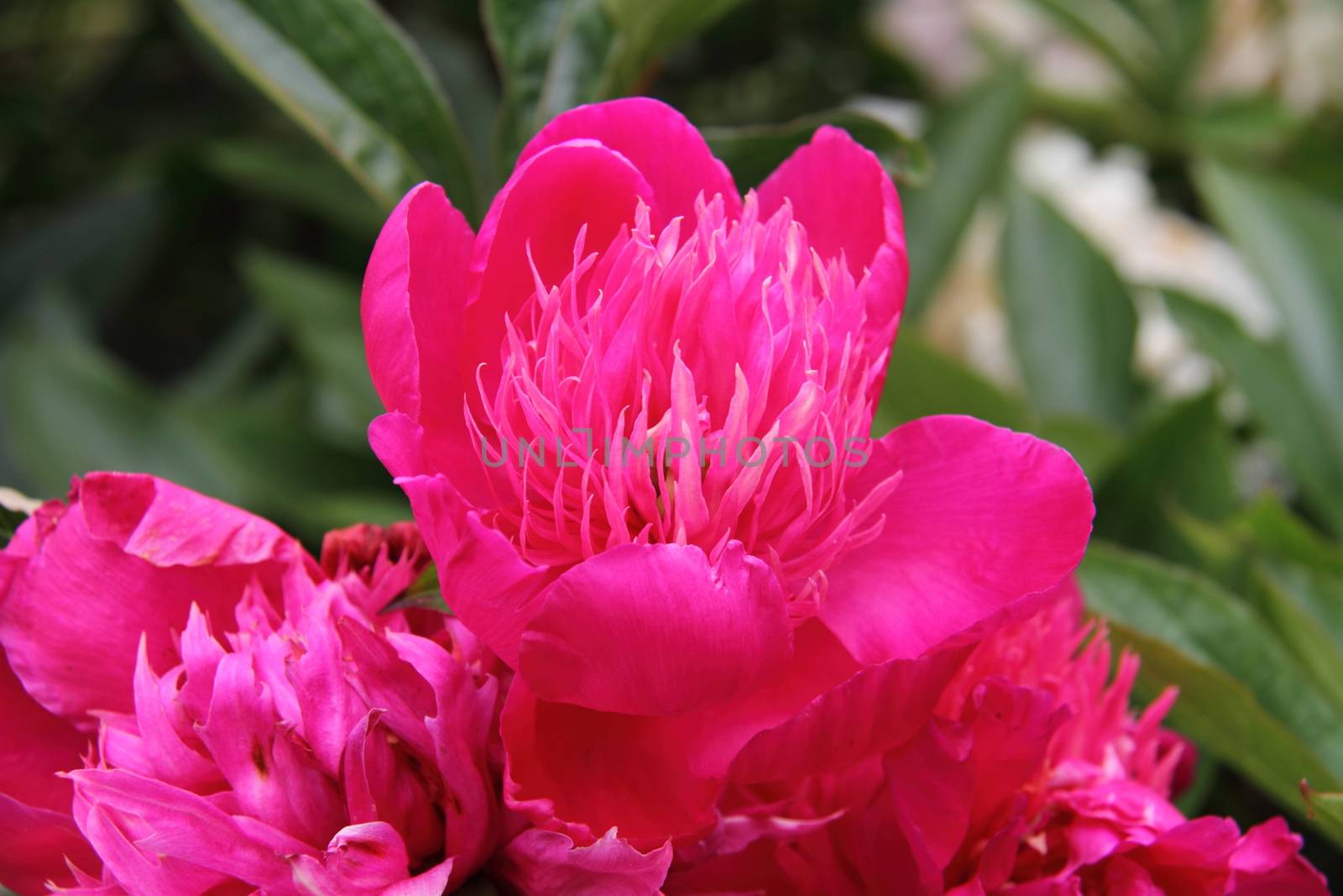 Pink Peony by mitzy