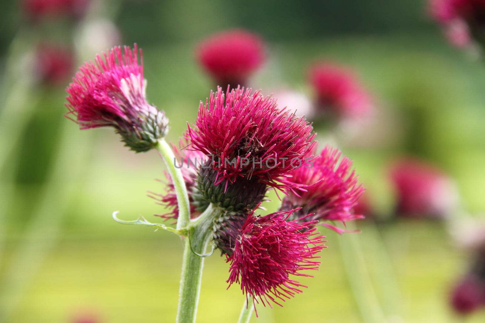 Centaurea