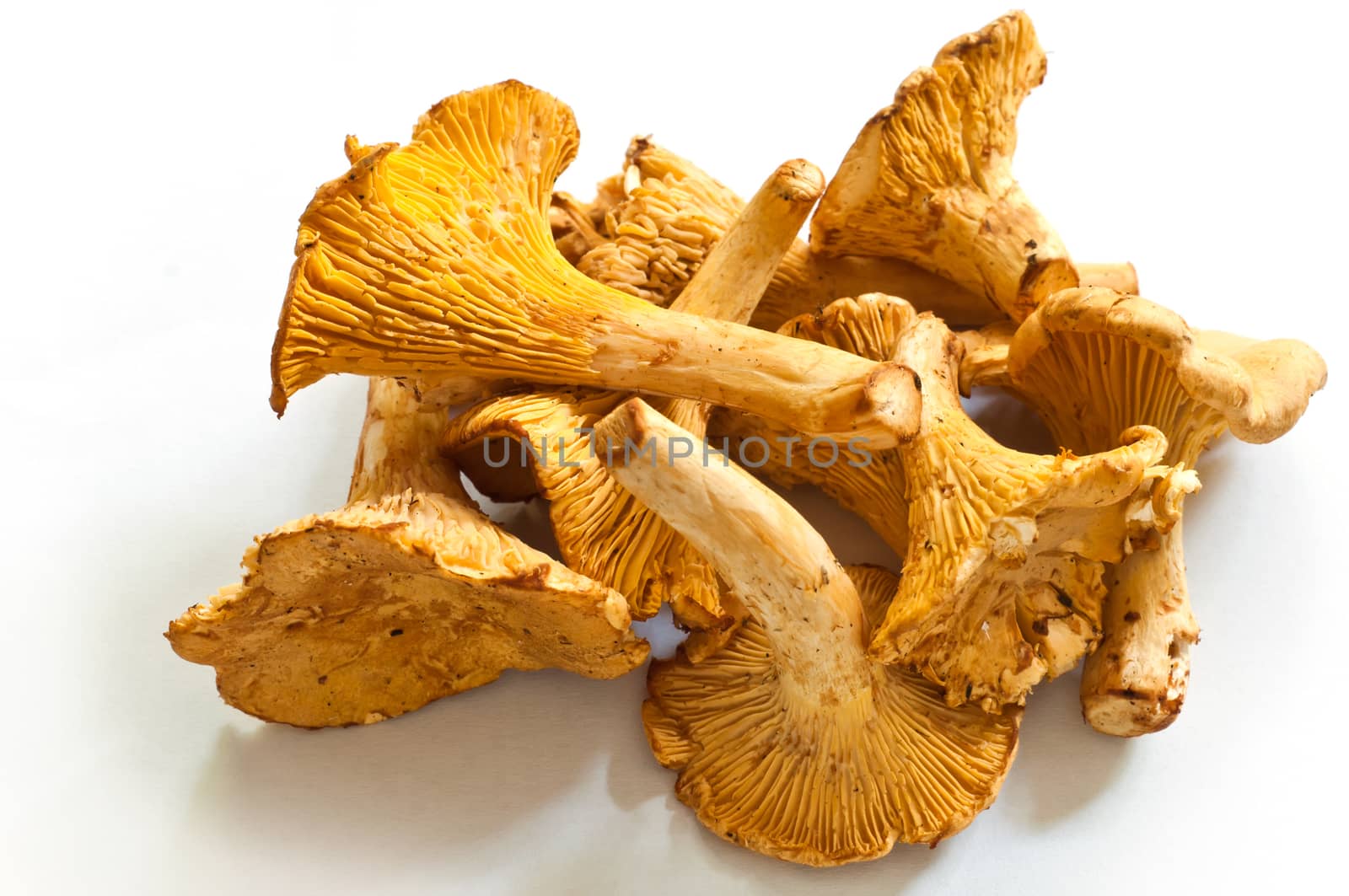 Group of fresh chanterelles on the white background.  by NeydtStock
