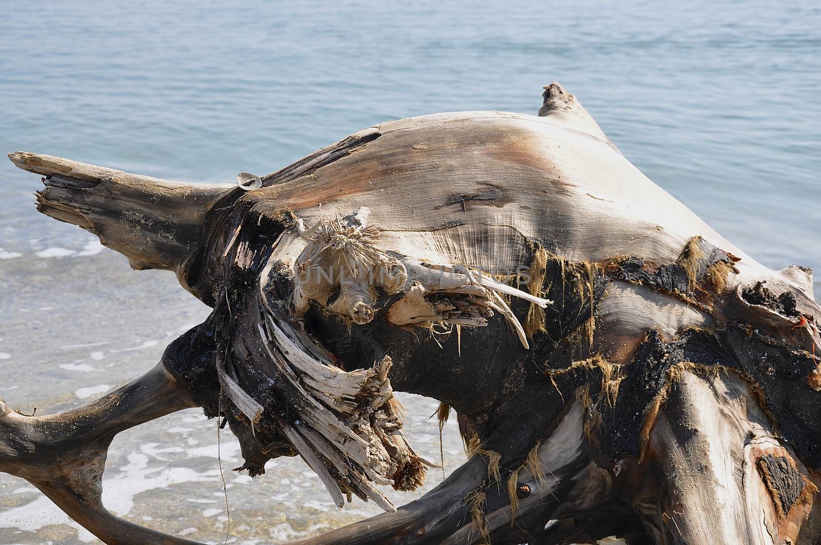 Driftwood, roots and trees are common on the beaches of the Black Sea. 