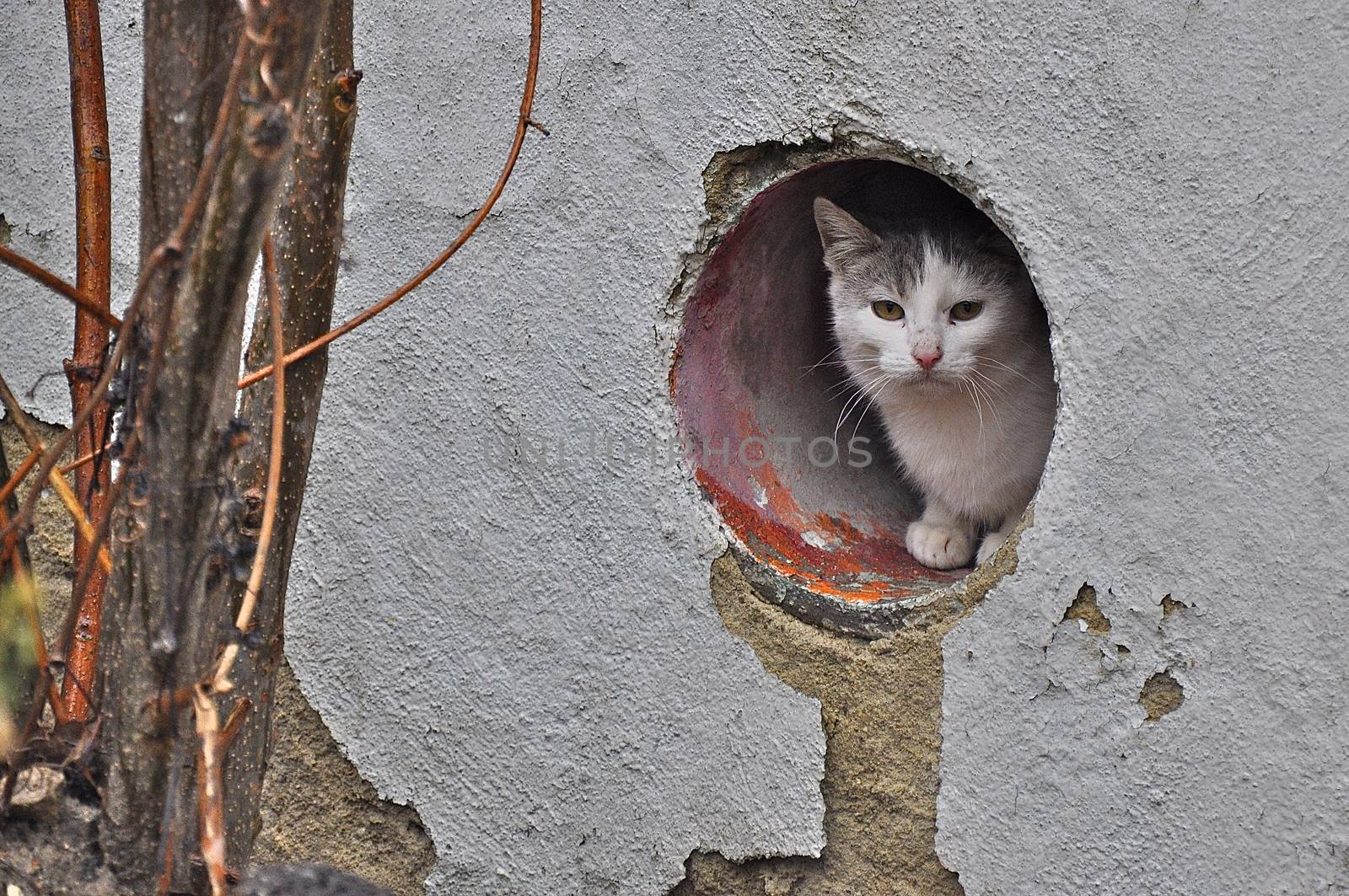 Wild Cat in Varna is good at finding houses 