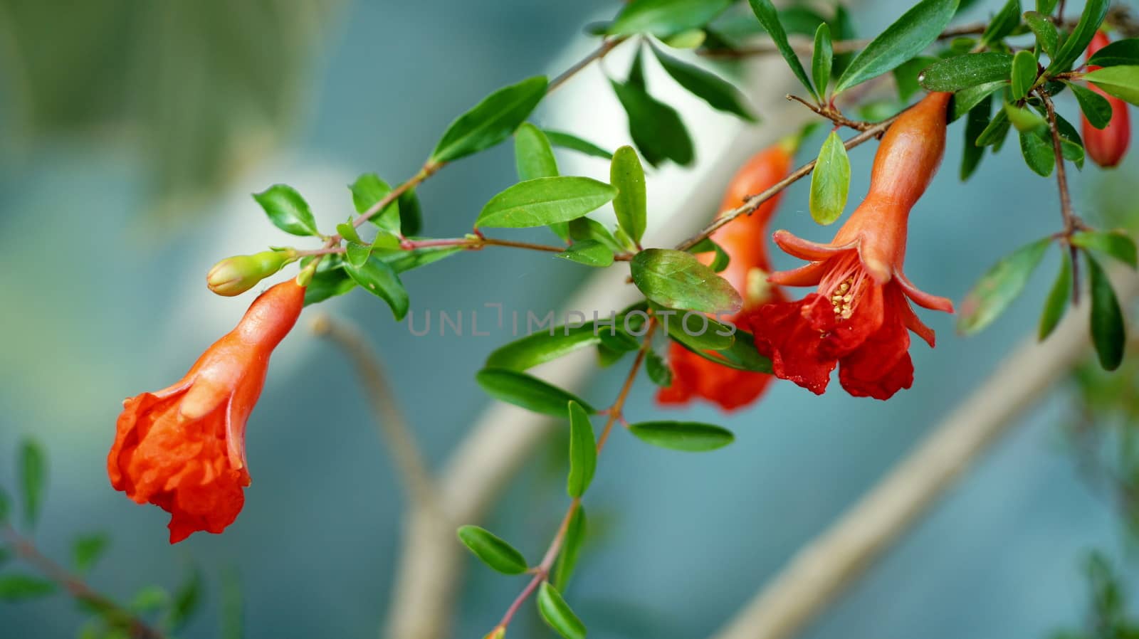 flowers  blooming  pomegranate  Close to