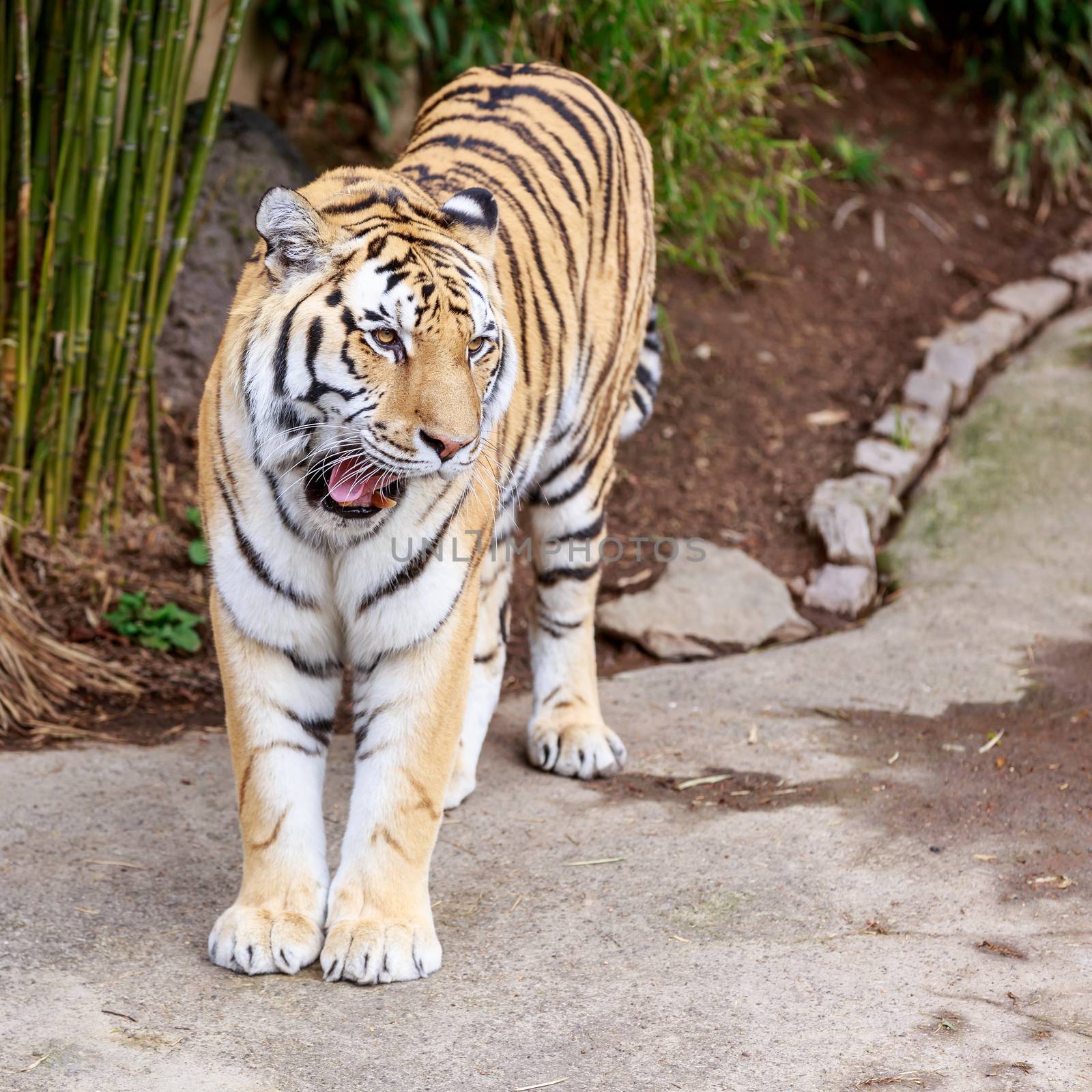 Close up of Amur Tiger (Panthera tigris altaica)